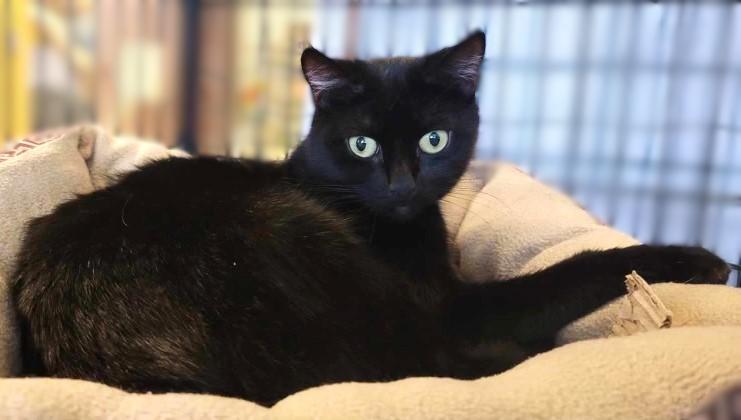 Layla, Adopted, Adult Female Domestic Short Hair.
