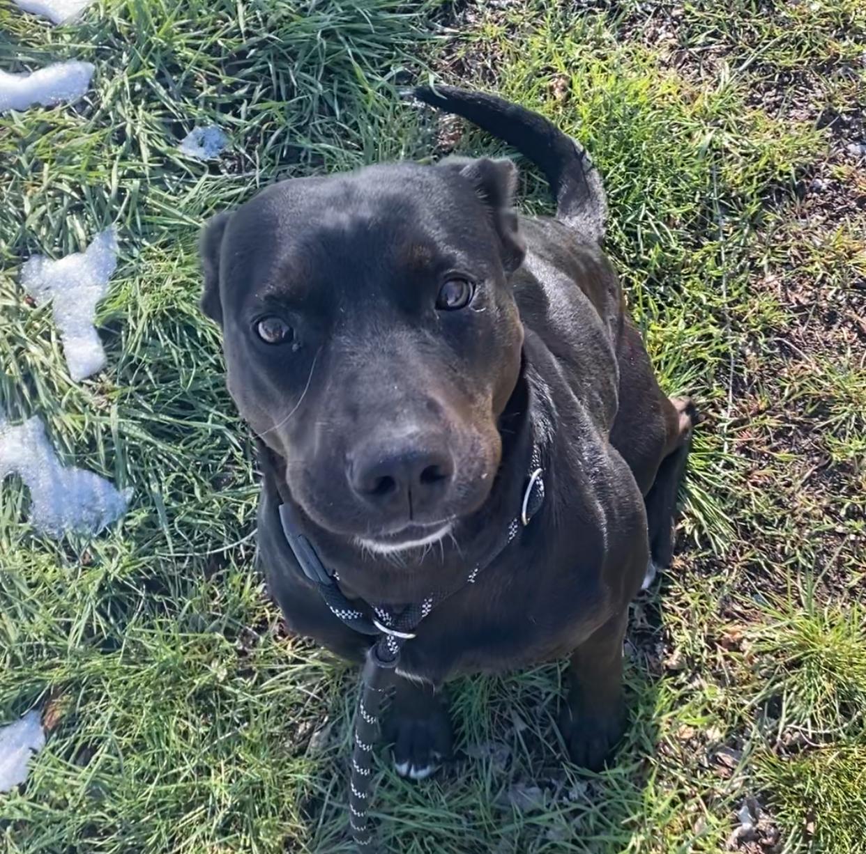 Enlarge Phoebe(Mom), a Adoptable mixed breed in Hardin, MT image 1/1