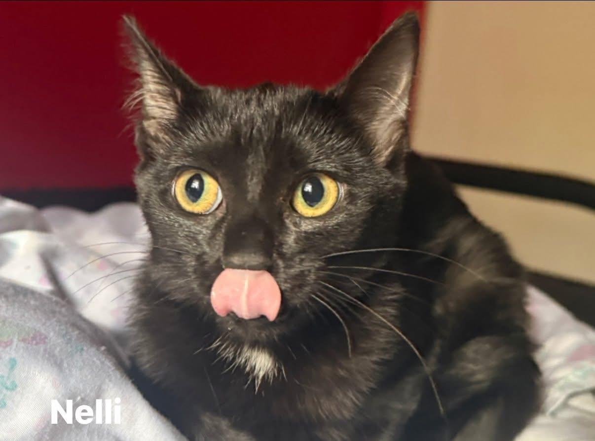 Nelli, Adoptable, Young Female Domestic Short Hair.