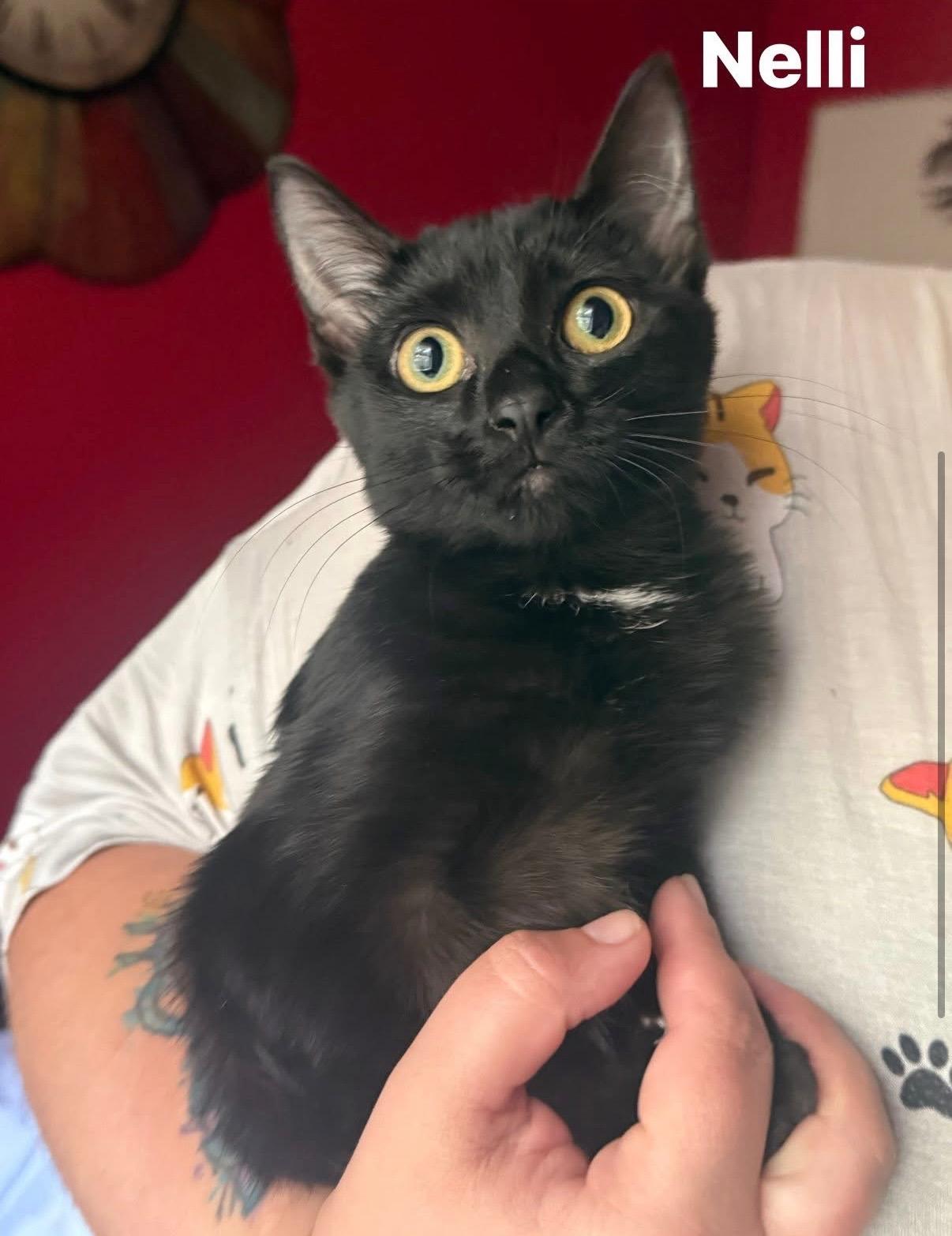 Nelli, a Adoptable Domestic Short Hair in Crossville, TN image 2/2