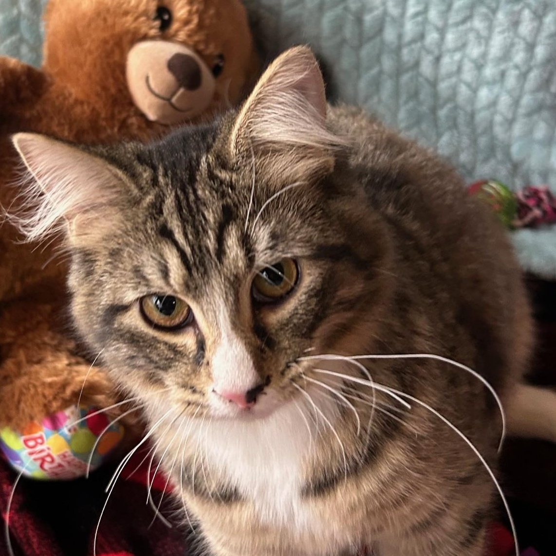 Enlarge Violet, a Adoptable mixed breed in Madison Heights, MI image 3/4