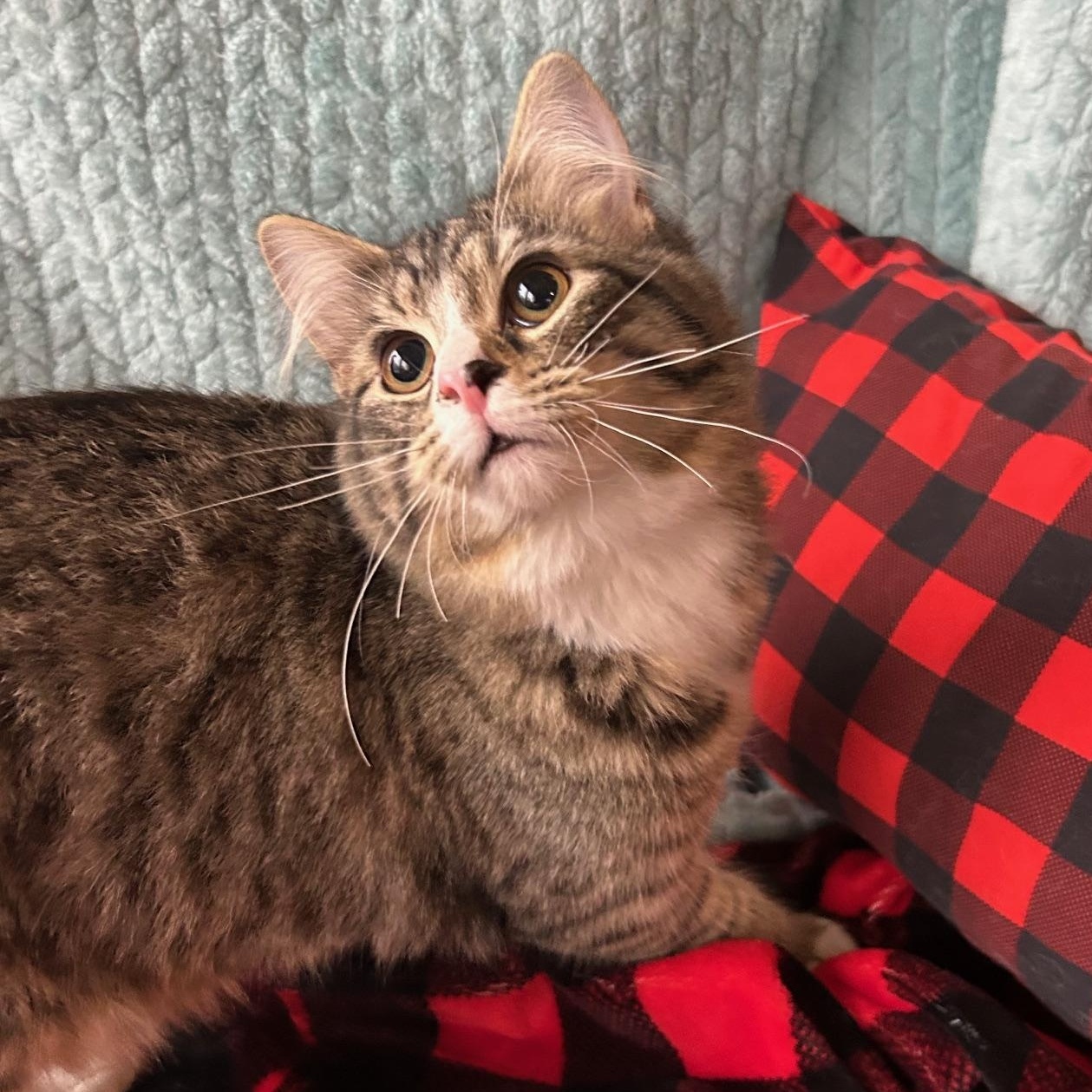 Enlarge Violet, a Adoptable mixed breed in Madison Heights, MI image 1/4