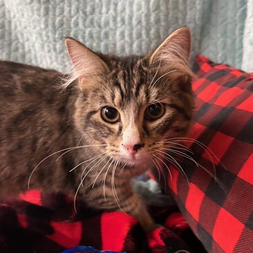 Enlarge Violet, a Adoptable mixed breed in Madison Heights, MI image 2/4