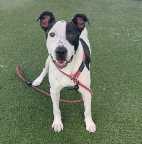 CHESTER, Adoptable, Young Male Bull Terrier & Pit Bull Terrier.