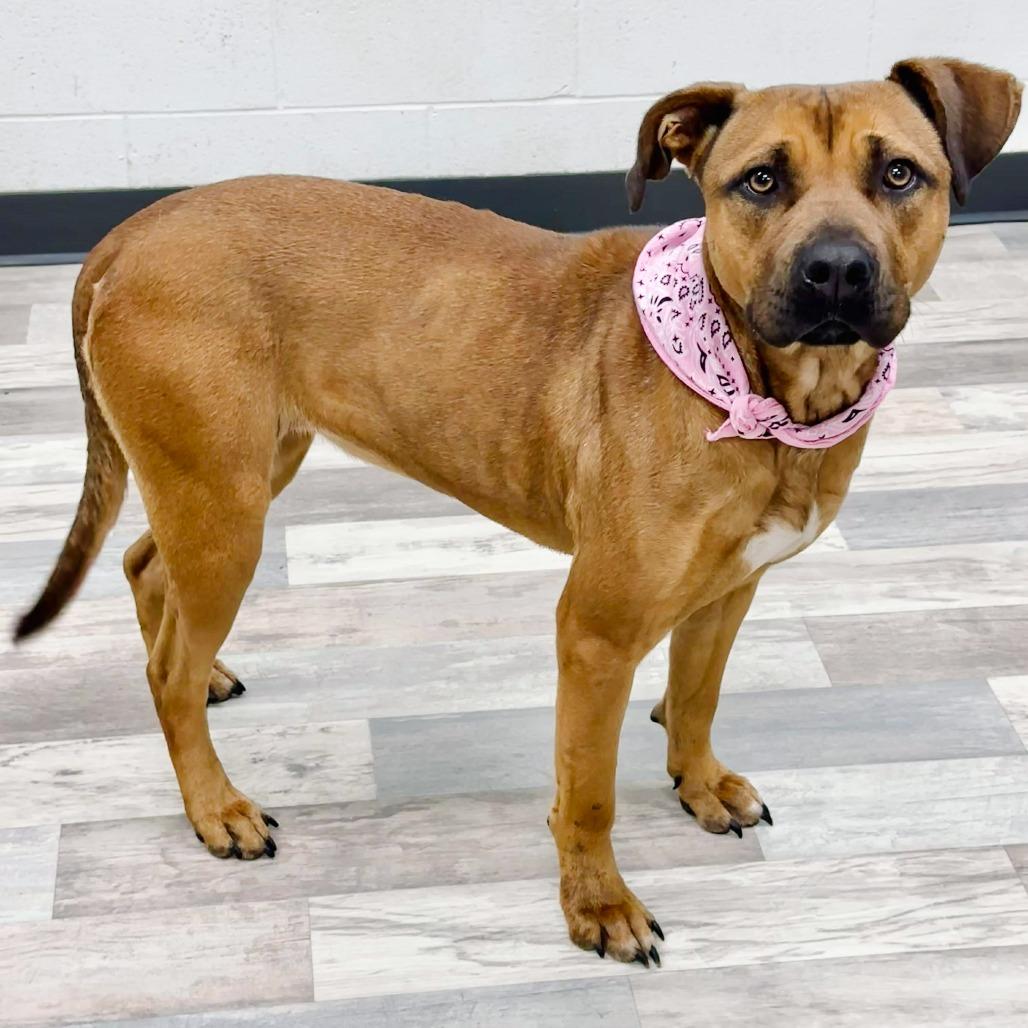 Sage, Adoptable, Adult Female Pit Bull Terrier.