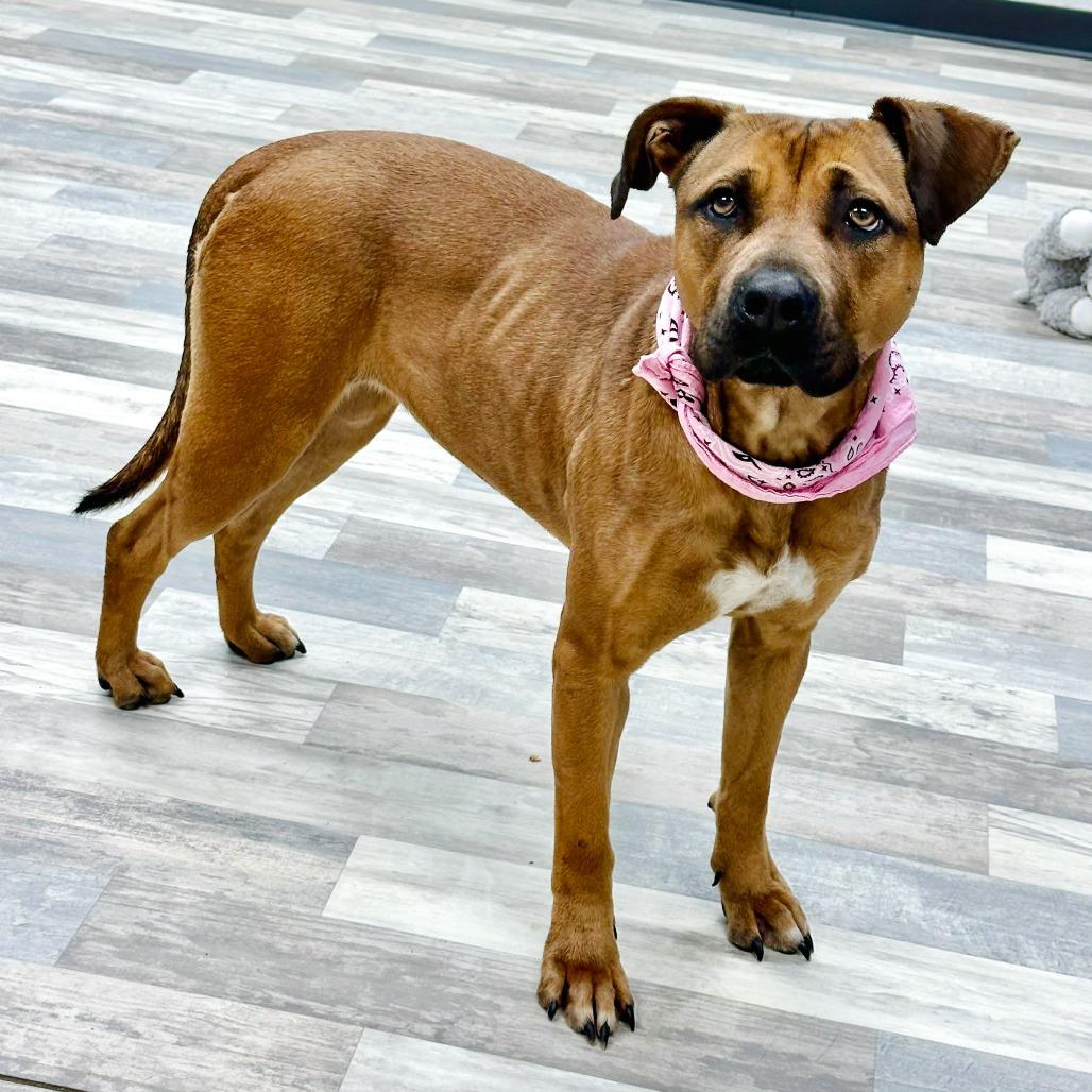 Enlarge Sage, a Adoptable Pit Bull Terrier in Lufkin, TX image 2/3