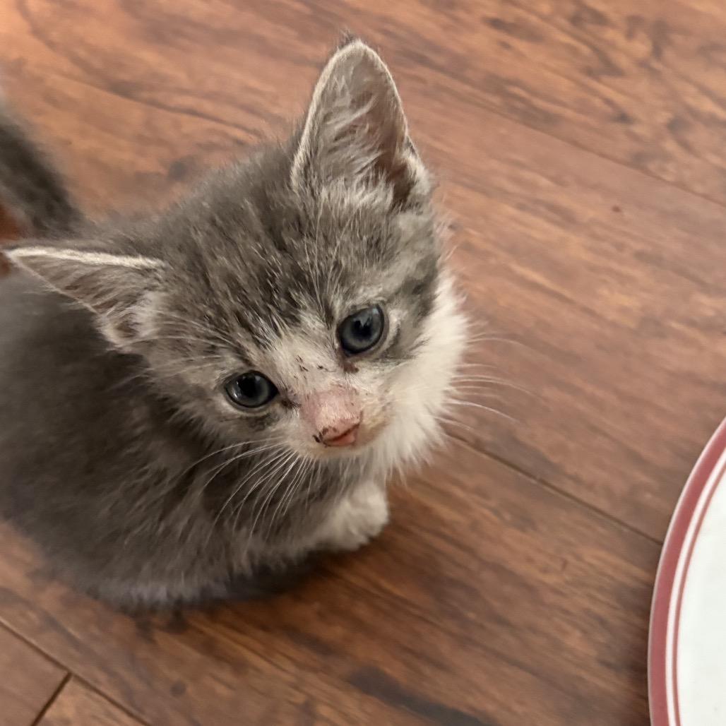 Baby 5, Adoptable, Kitten Male Domestic Short Hair.