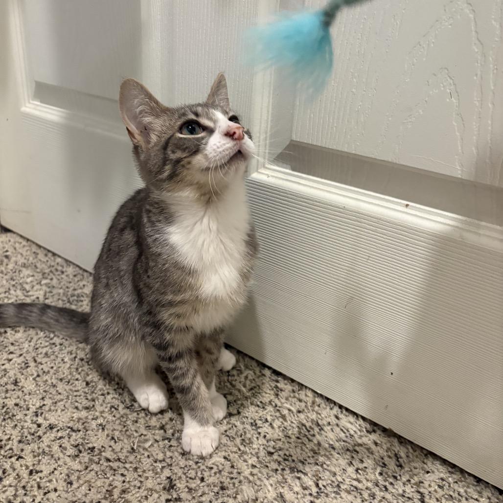 Prince, Adoptable, Kitten Male Domestic Short Hair.