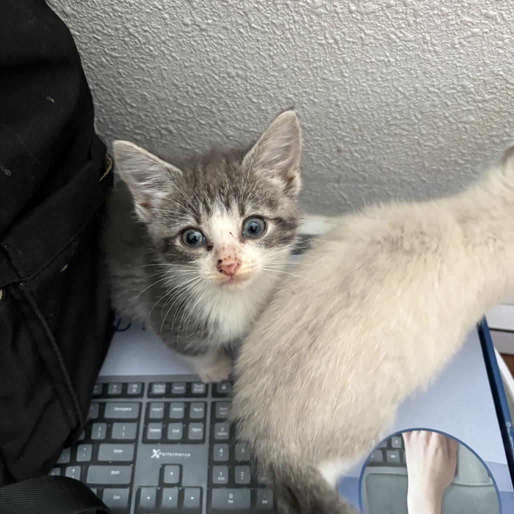 Baby 5, a Adoptable Domestic Short Hair in Ferndale, WA image 2/6