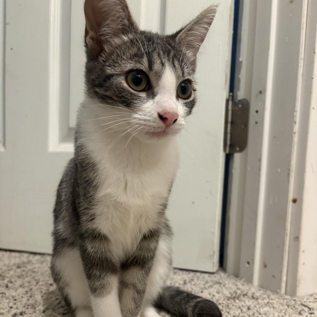 Enlarge Prince, a Adoptable Domestic Short Hair in Ferndale, WA image 2/3