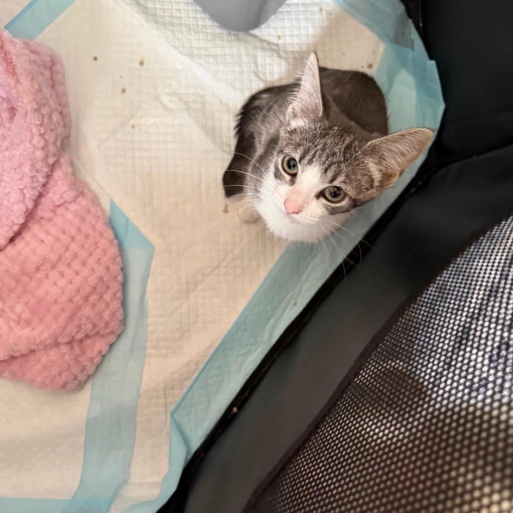 Prince, Adoptable, Kitten Male Domestic Short Hair.