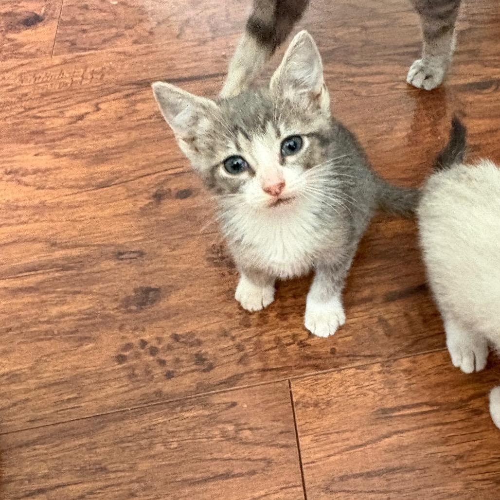 Baby 5, a Adoptable Domestic Short Hair in Ferndale, WA image 3/6