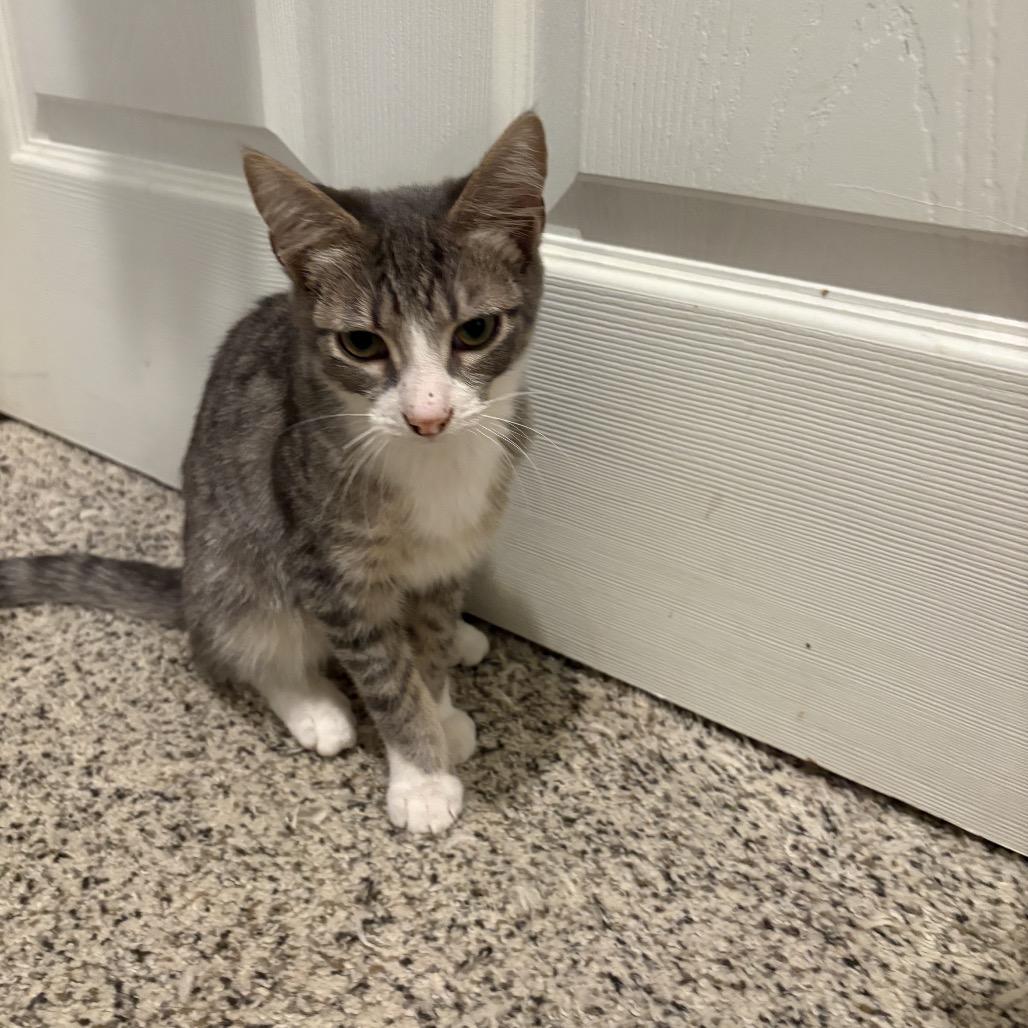 Enlarge Prince, a Adoptable Domestic Short Hair in Ferndale, WA image 3/3