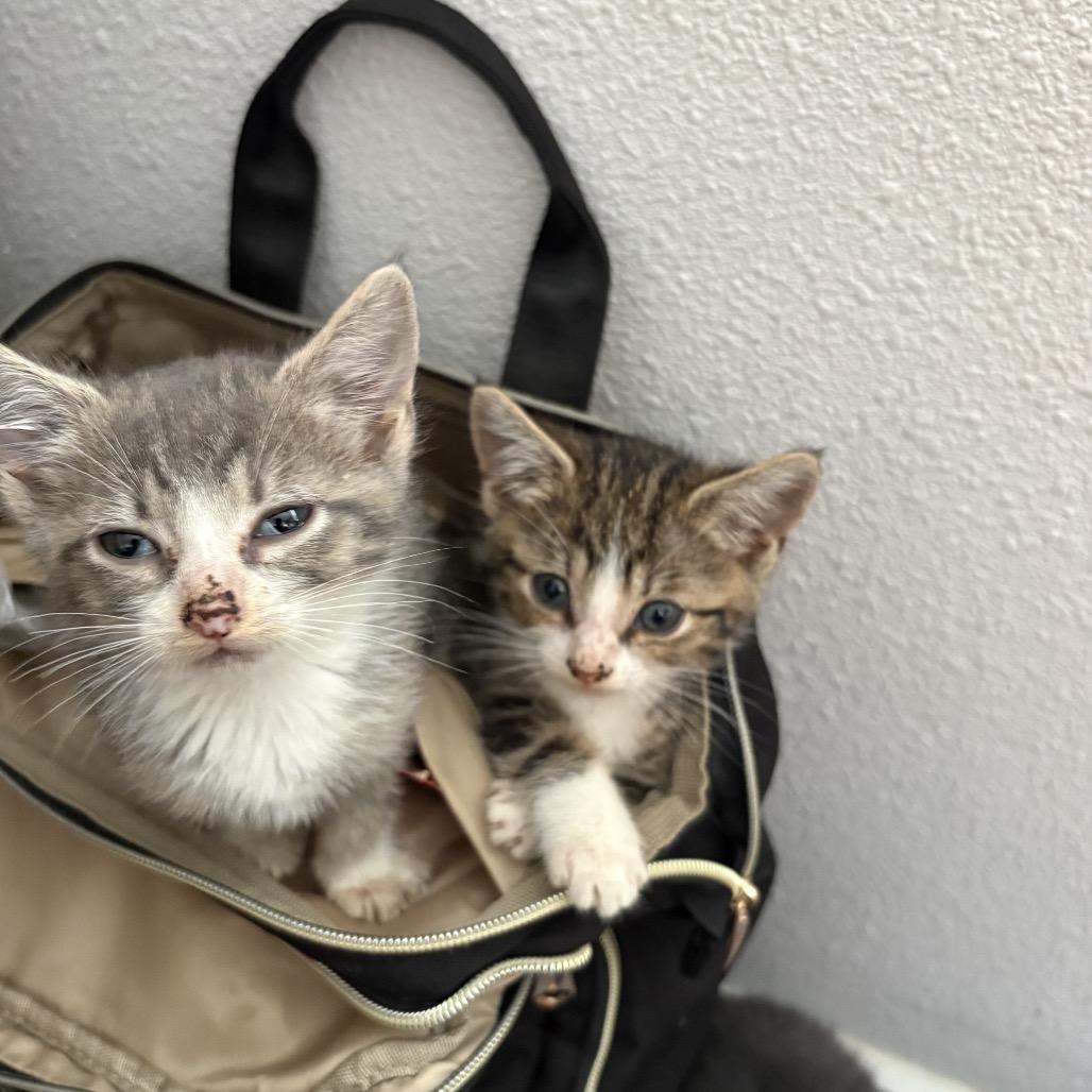 Baby 5, a Adoptable Domestic Short Hair in Ferndale, WA image 5/6