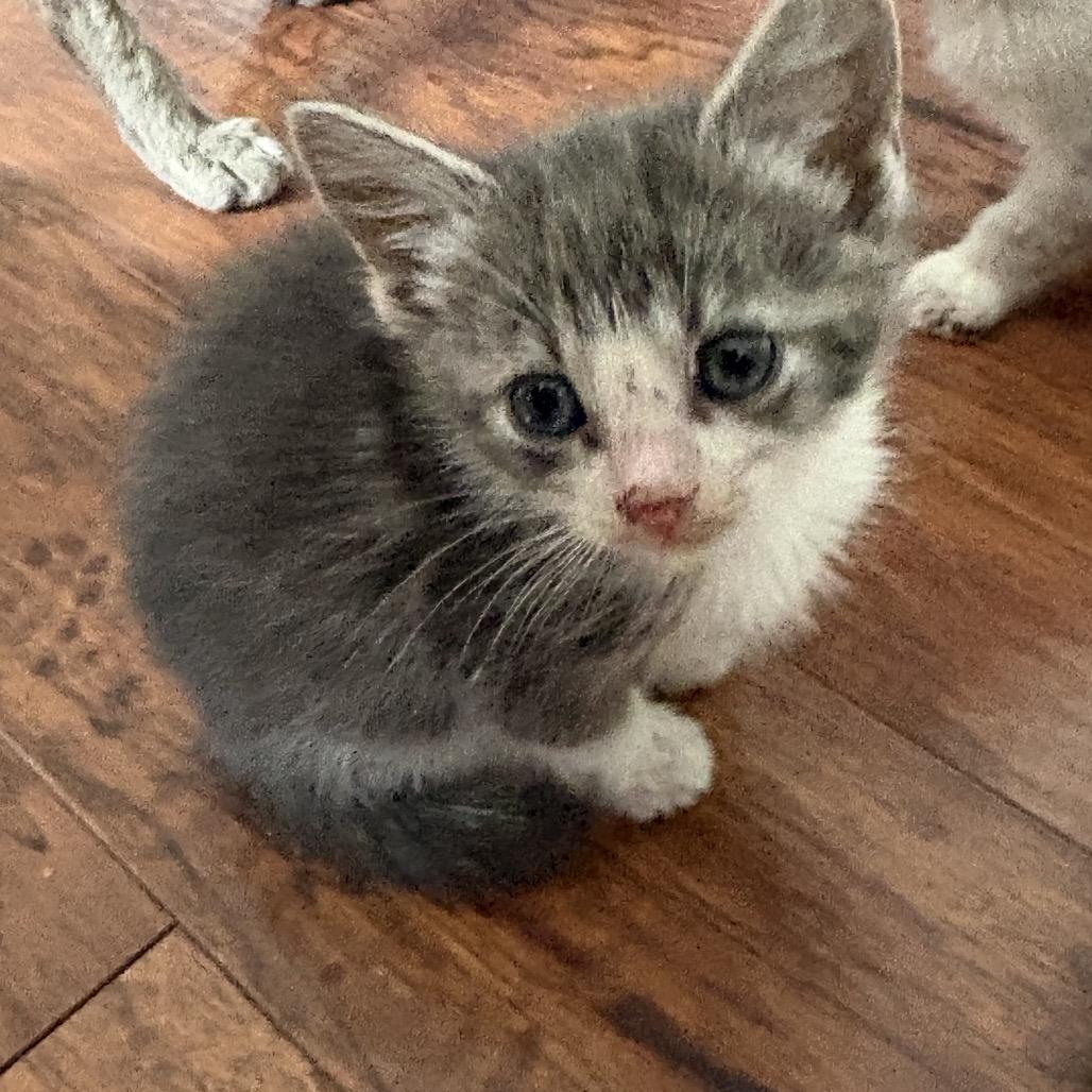Baby 5, a Adoptable Domestic Short Hair in Ferndale, WA image 6/6