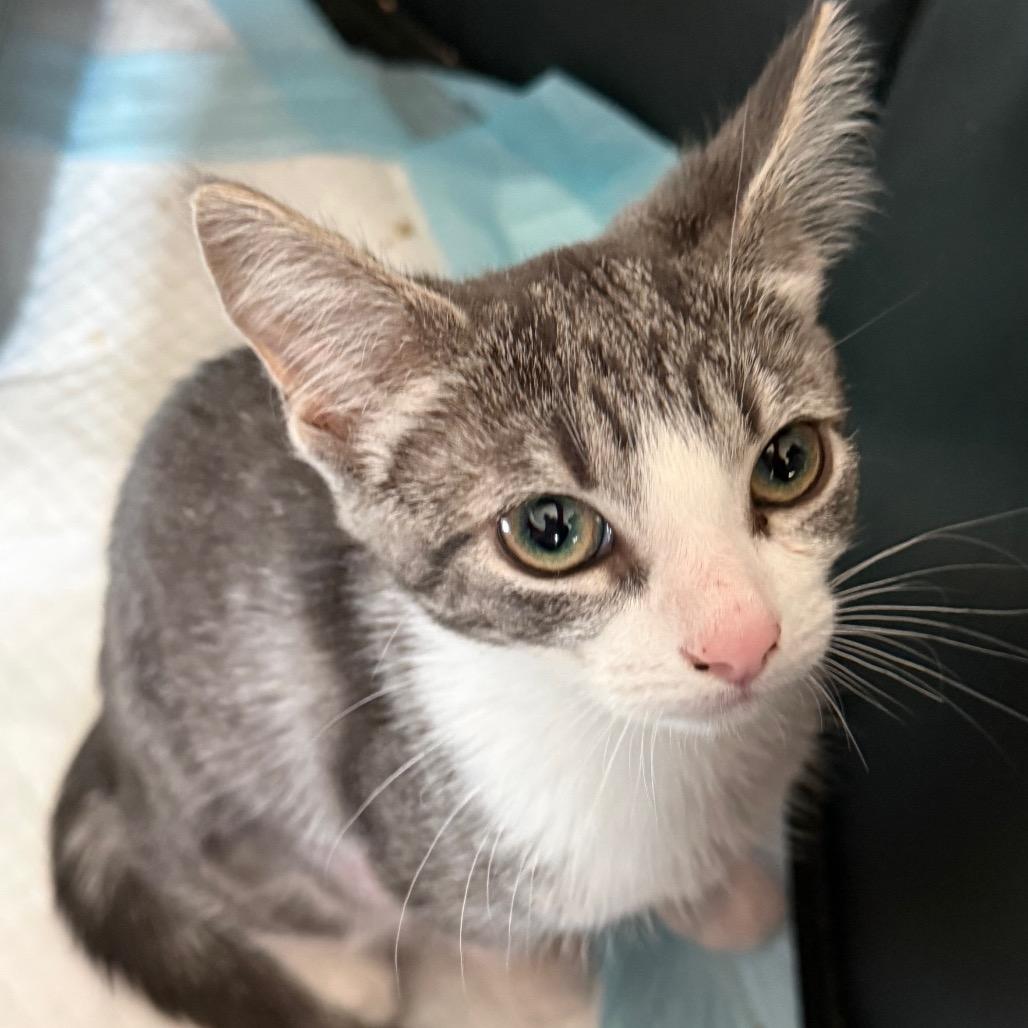 Prince, a Adoptable Domestic Short Hair in Ferndale, WA image 3/3