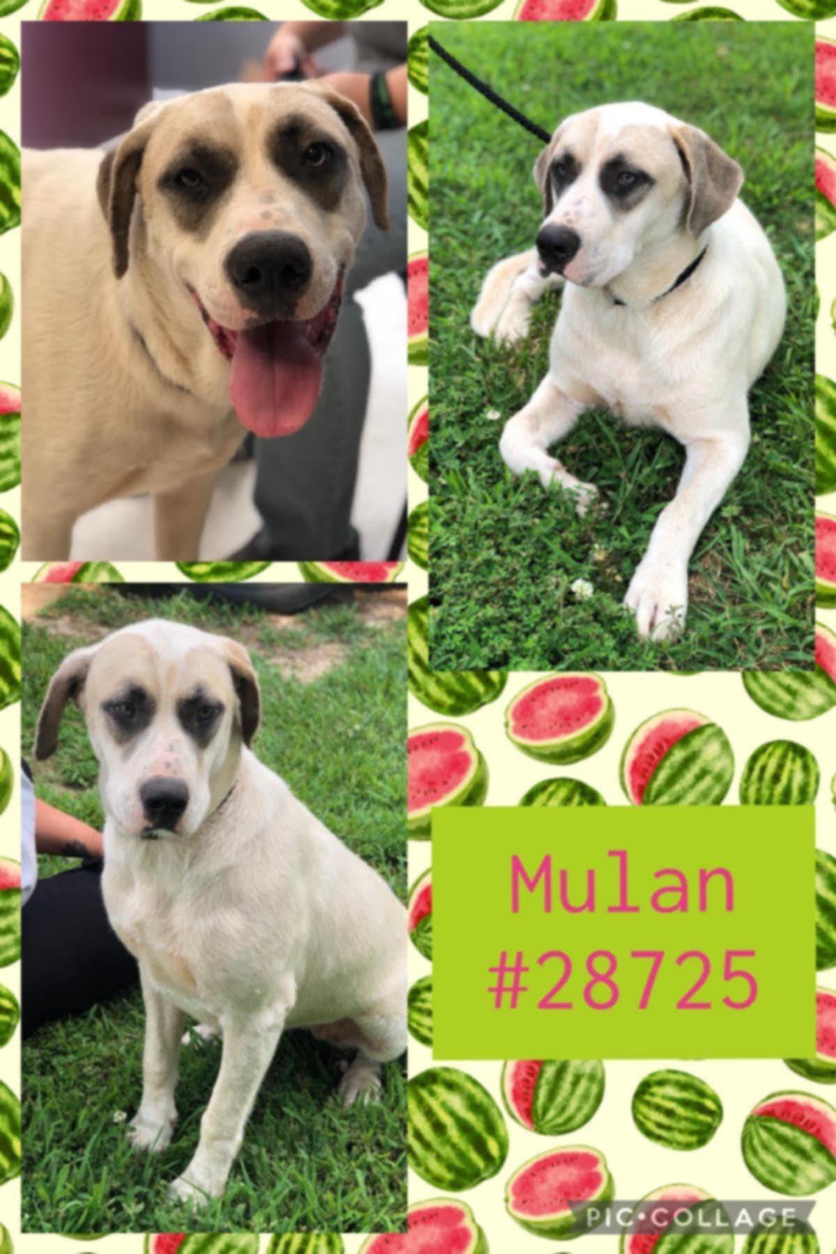 Enlarge Mulan, a Adoptable mixed breed in Ossining, NY image 1/1