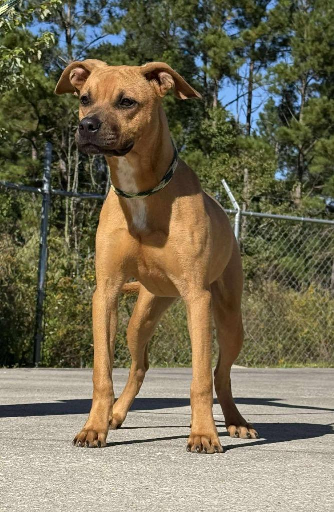 Trinity, Adoptable, Young Female Mixed Breed.