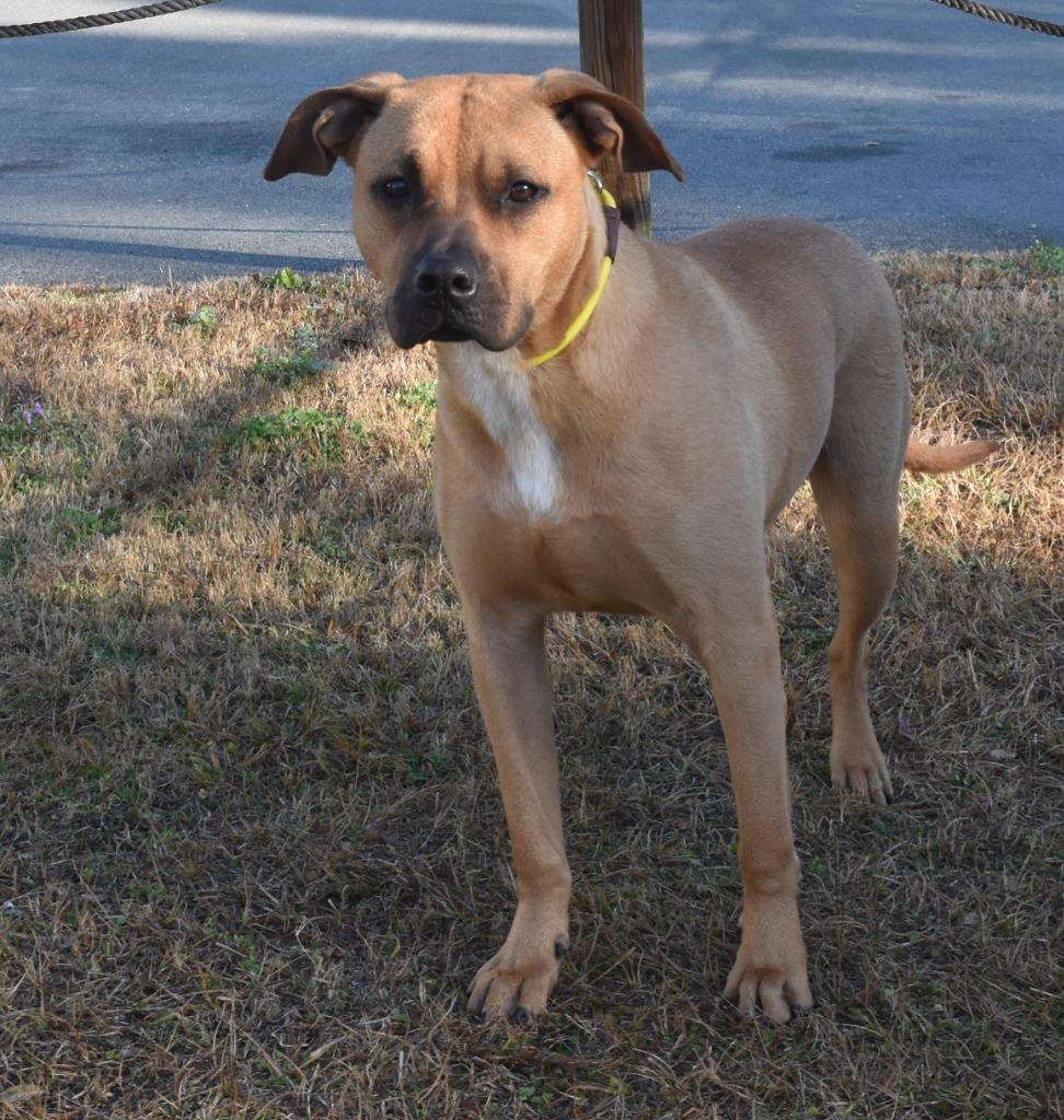 Enlarge Trinity, a Adoptable mixed breed in Kingsland, GA image 4/6