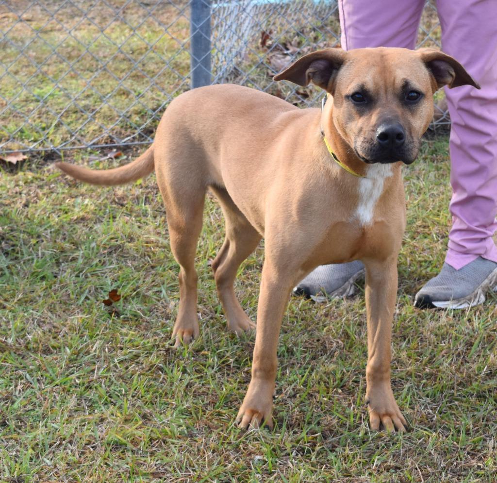 Enlarge Trinity, a Adoptable mixed breed in Kingsland, GA image 5/6