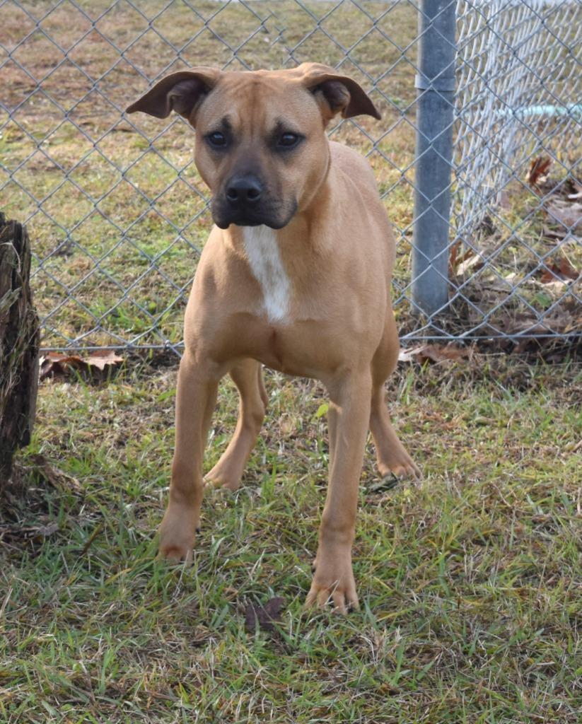 Enlarge Trinity, a Adoptable mixed breed in Kingsland, GA image 3/5