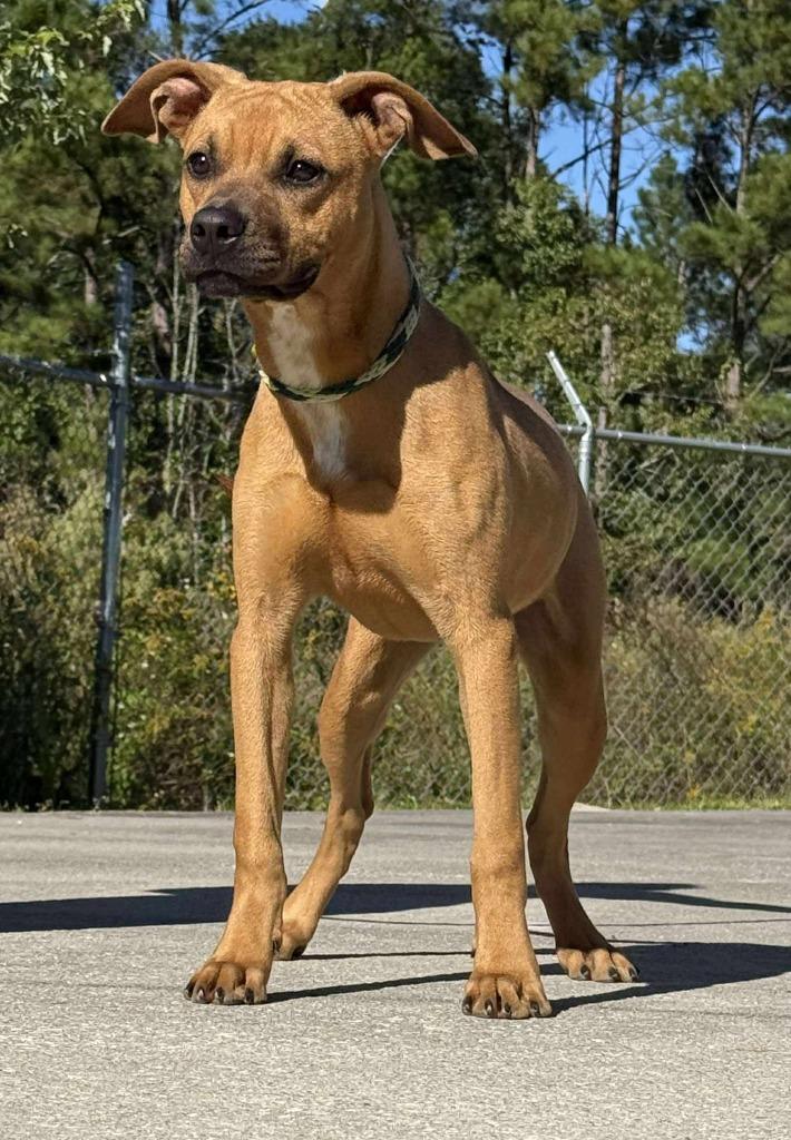 Enlarge Trinity, a Adoptable mixed breed in Kingsland, GA image 4/5