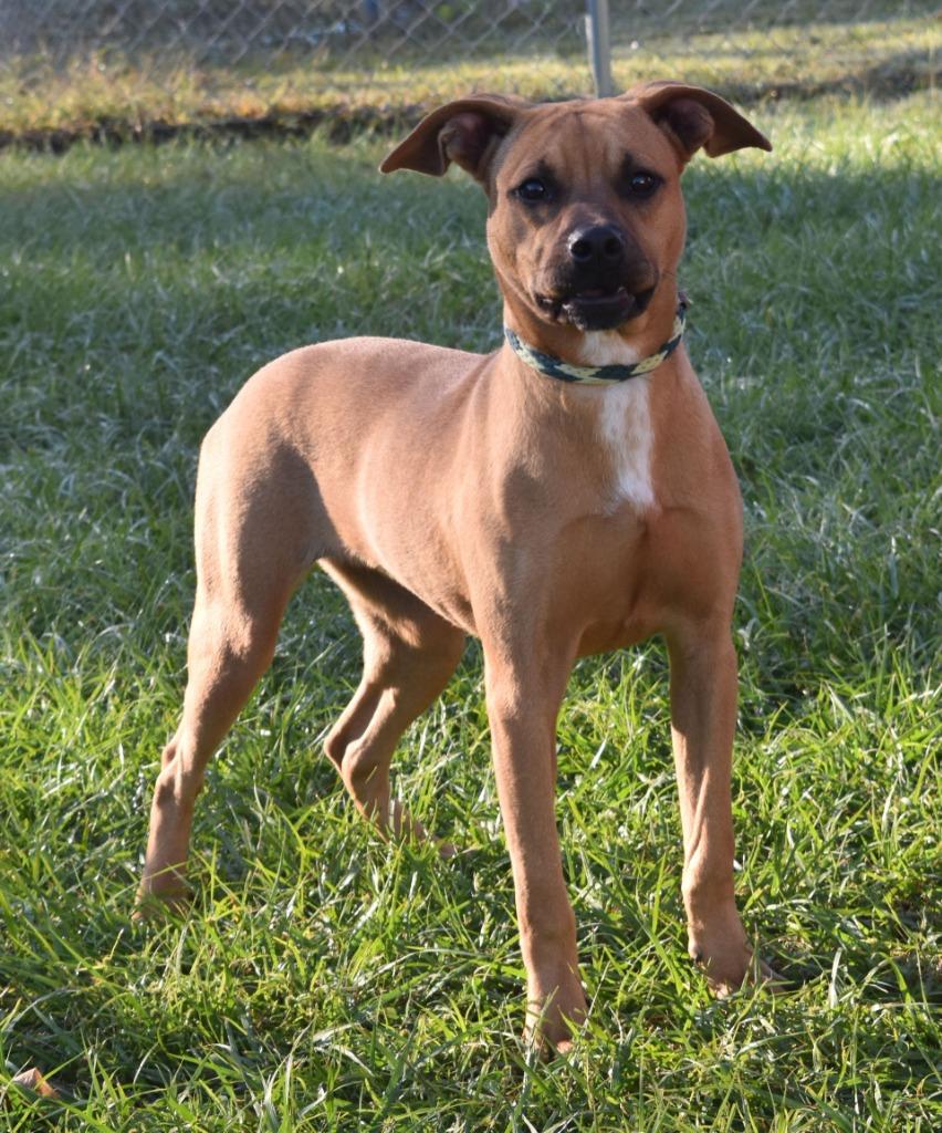 Enlarge Trinity, a Adoptable mixed breed in Kingsland, GA image 5/5
