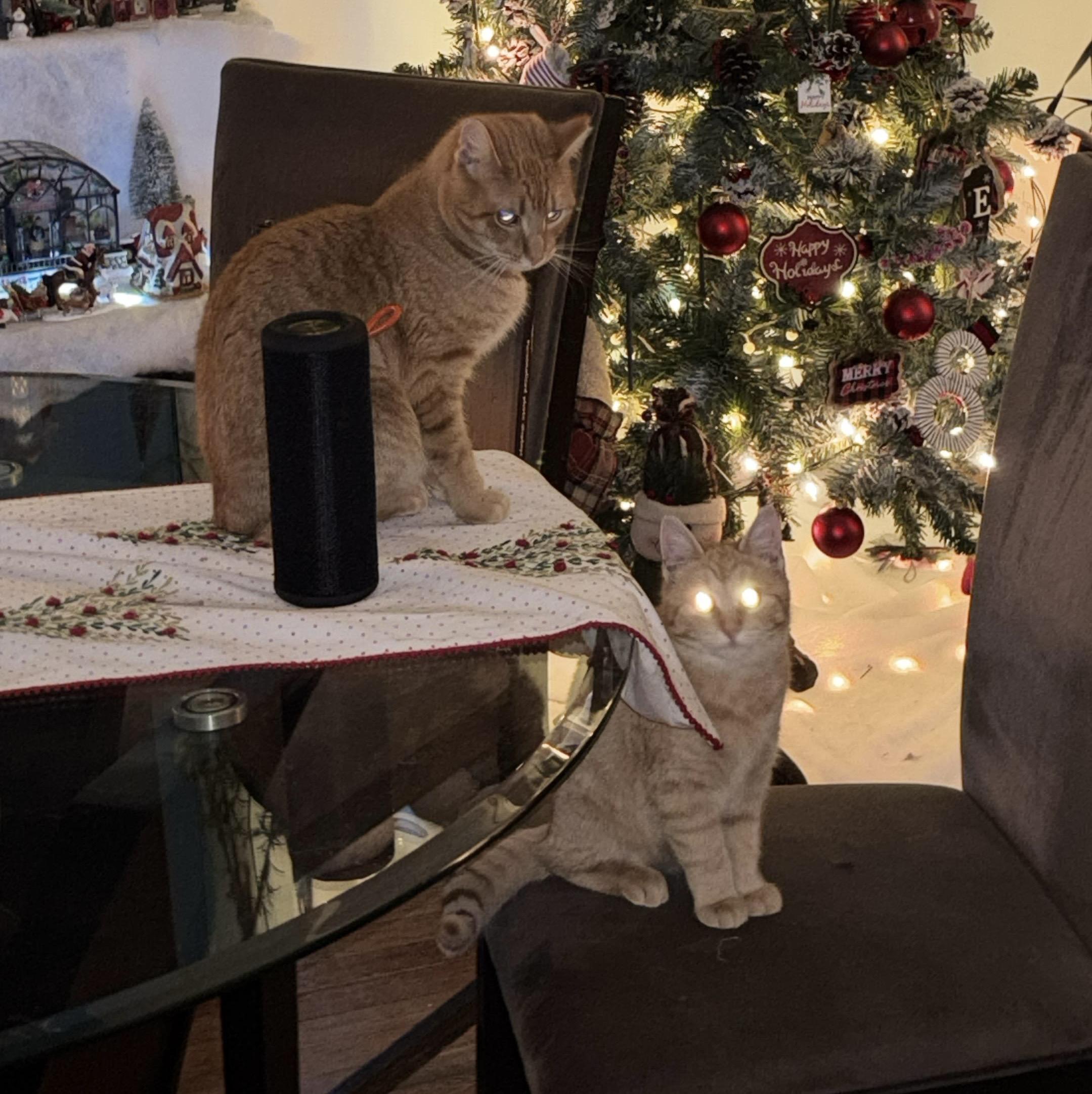 Enlarge Tangerine, an adopted American Shorthair in Jersey City, NJ image 6/6