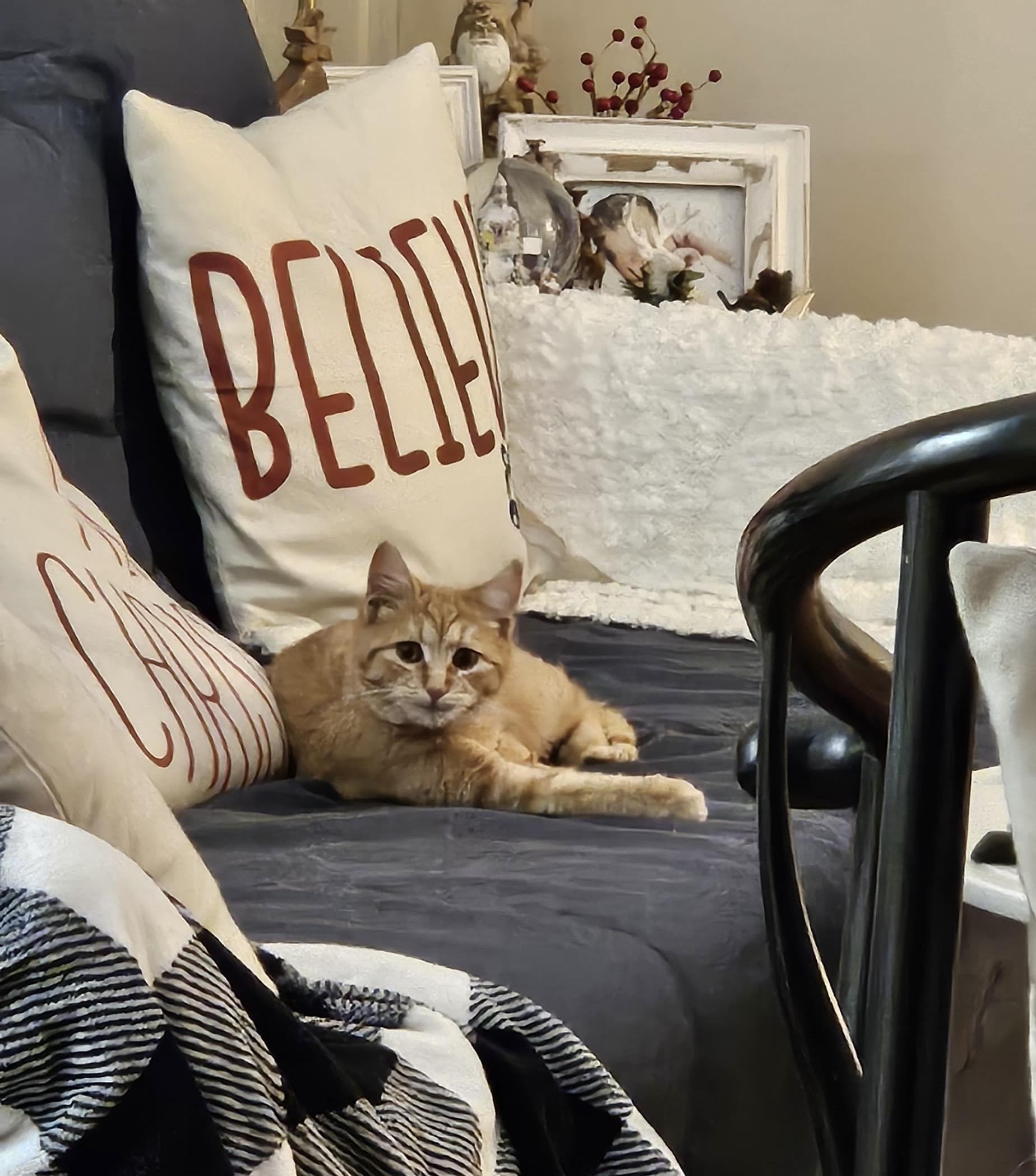 Enlarge Tangerine, an adopted American Shorthair in Jersey City, NJ image 3/6