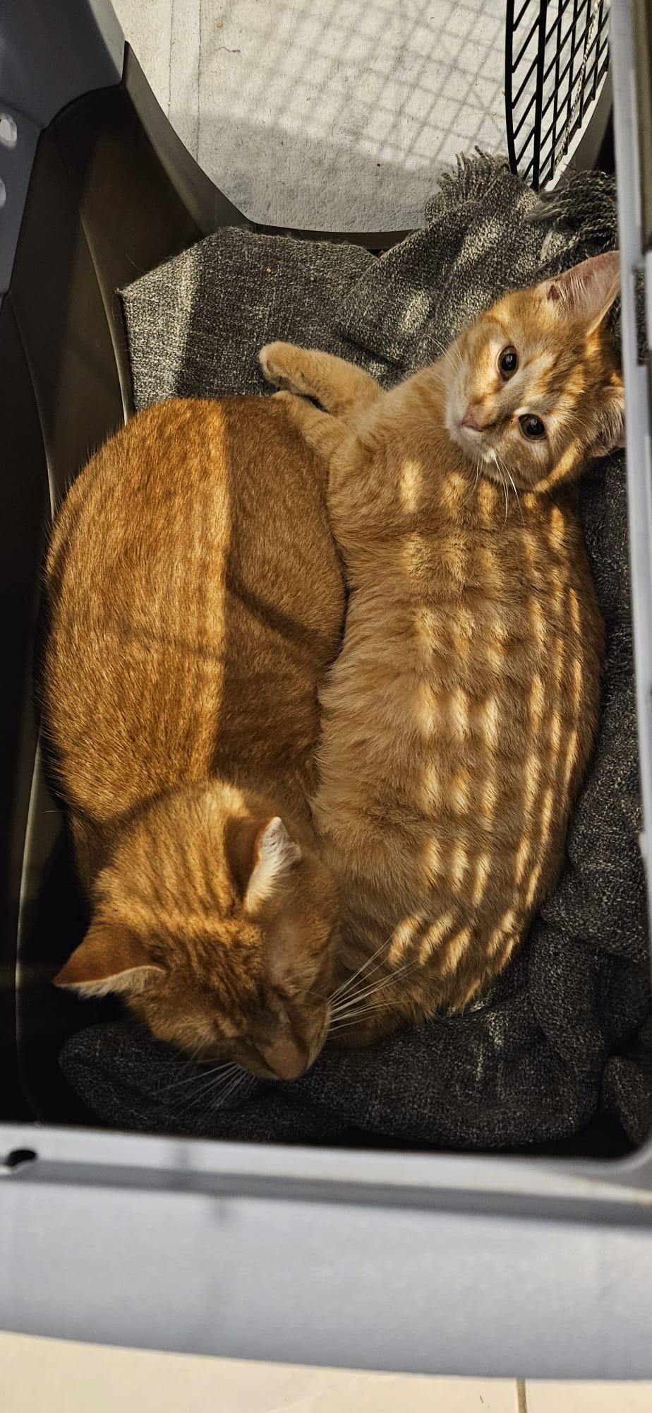 Tangerine thumbnail 4