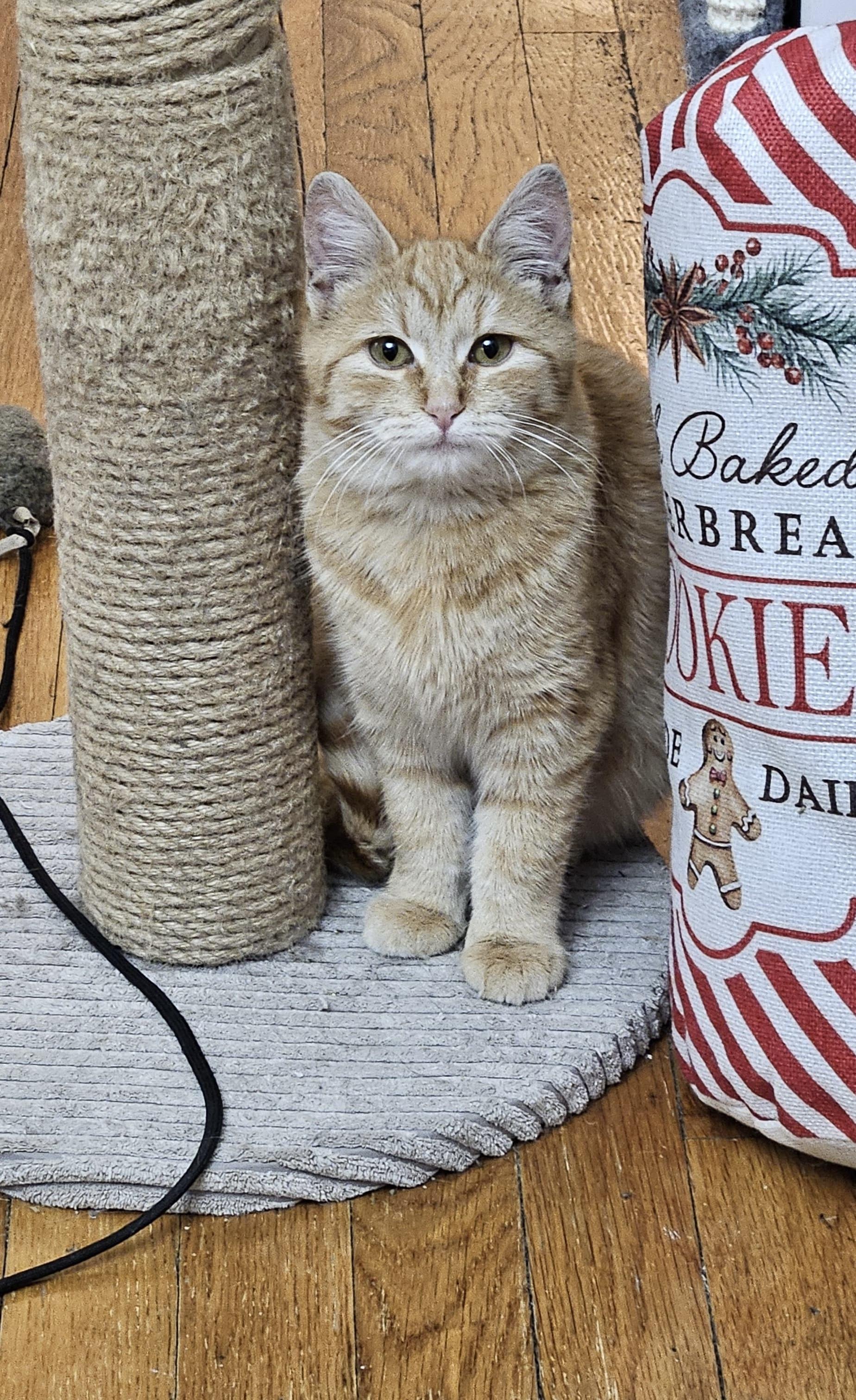 Enlarge Tangerine, an adopted American Shorthair in Jersey City, NJ image 4/6