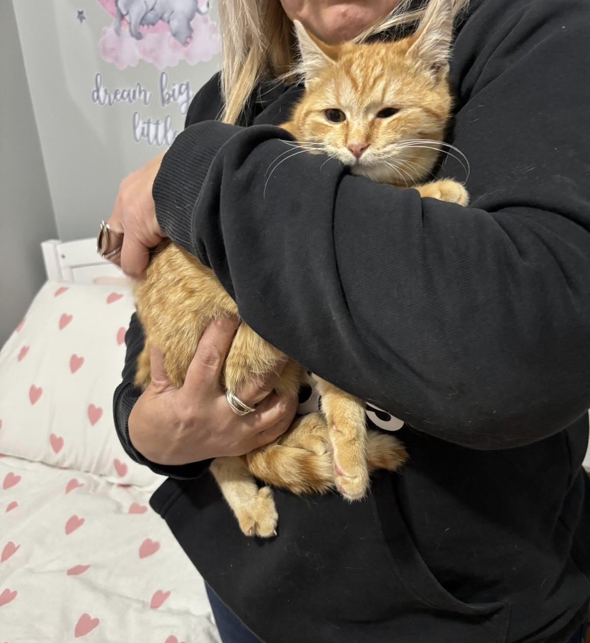 Enlarge Tangerine, an adopted American Shorthair in Jersey City, NJ image 1/6