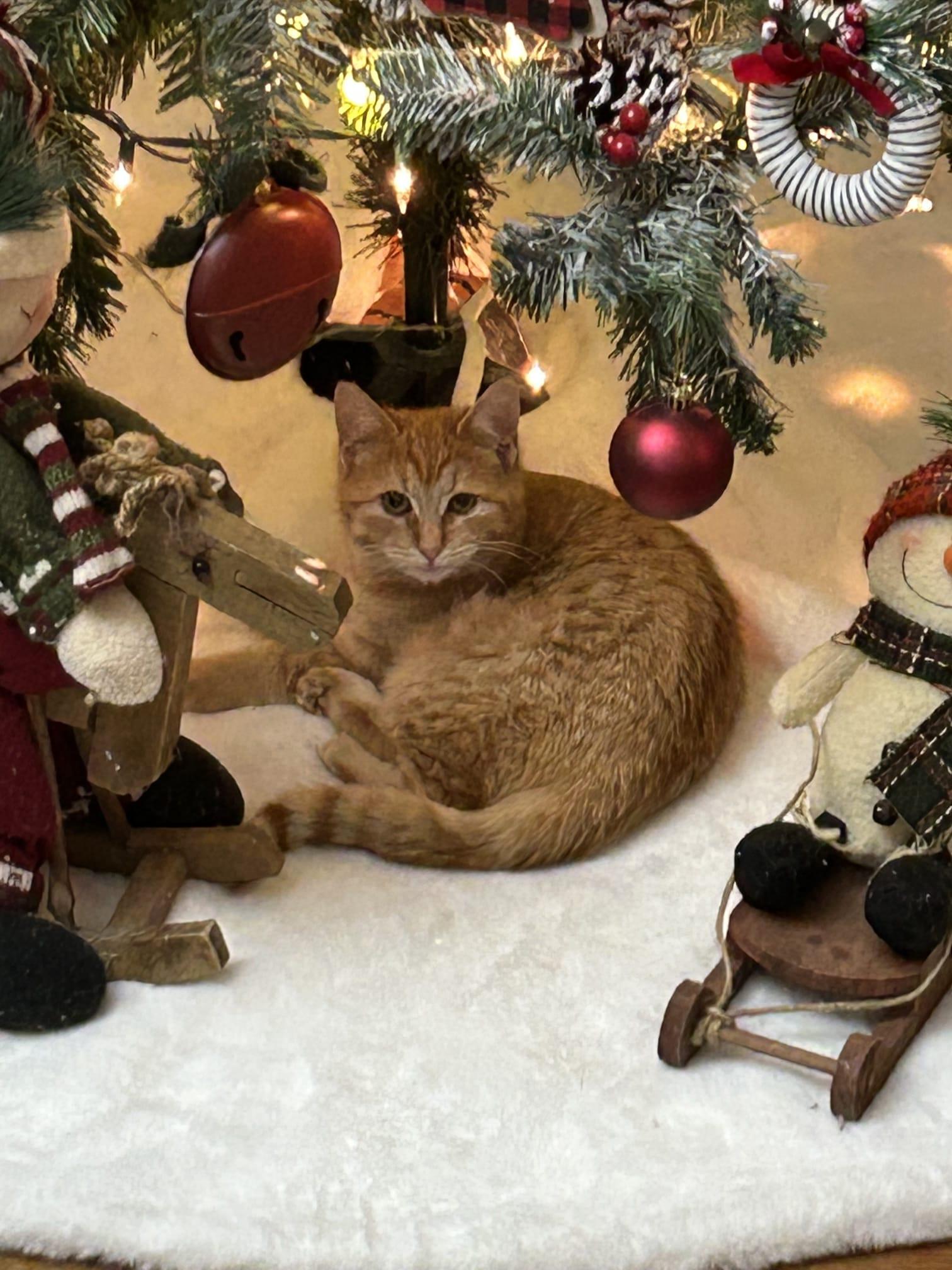 Enlarge Tangerine, an adopted American Shorthair in Jersey City, NJ image 5/6