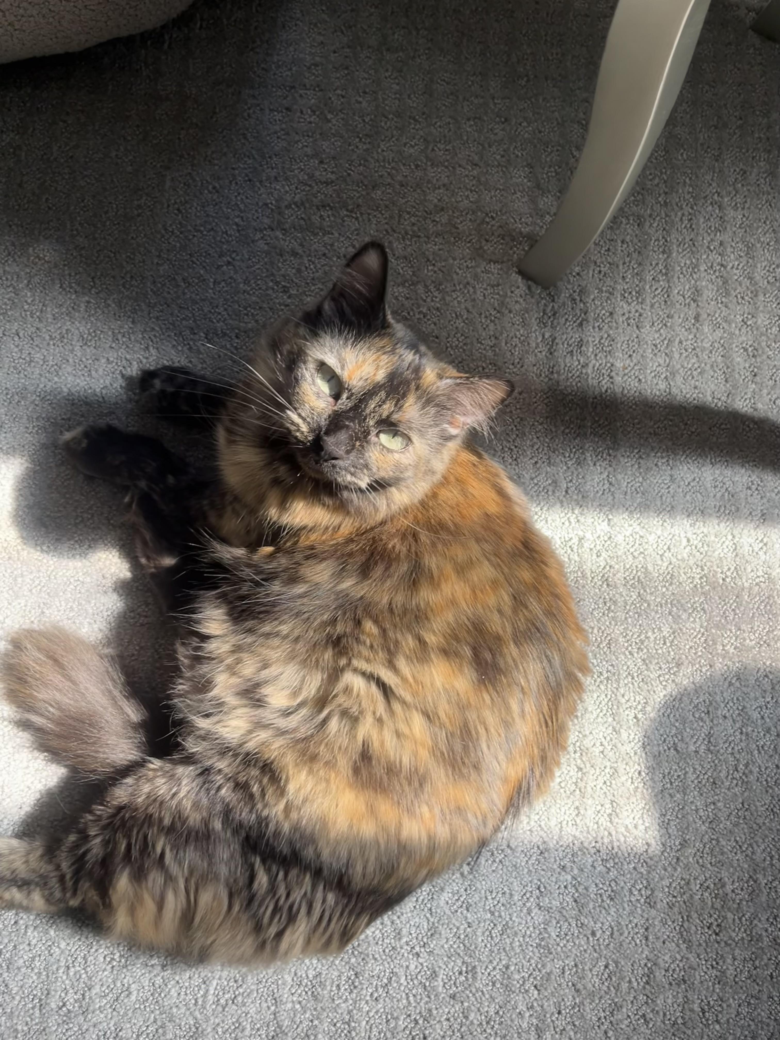 Enlarge Piper, a Adopted Dilute Tortoiseshell in Farmington Hills, MI image 3/4