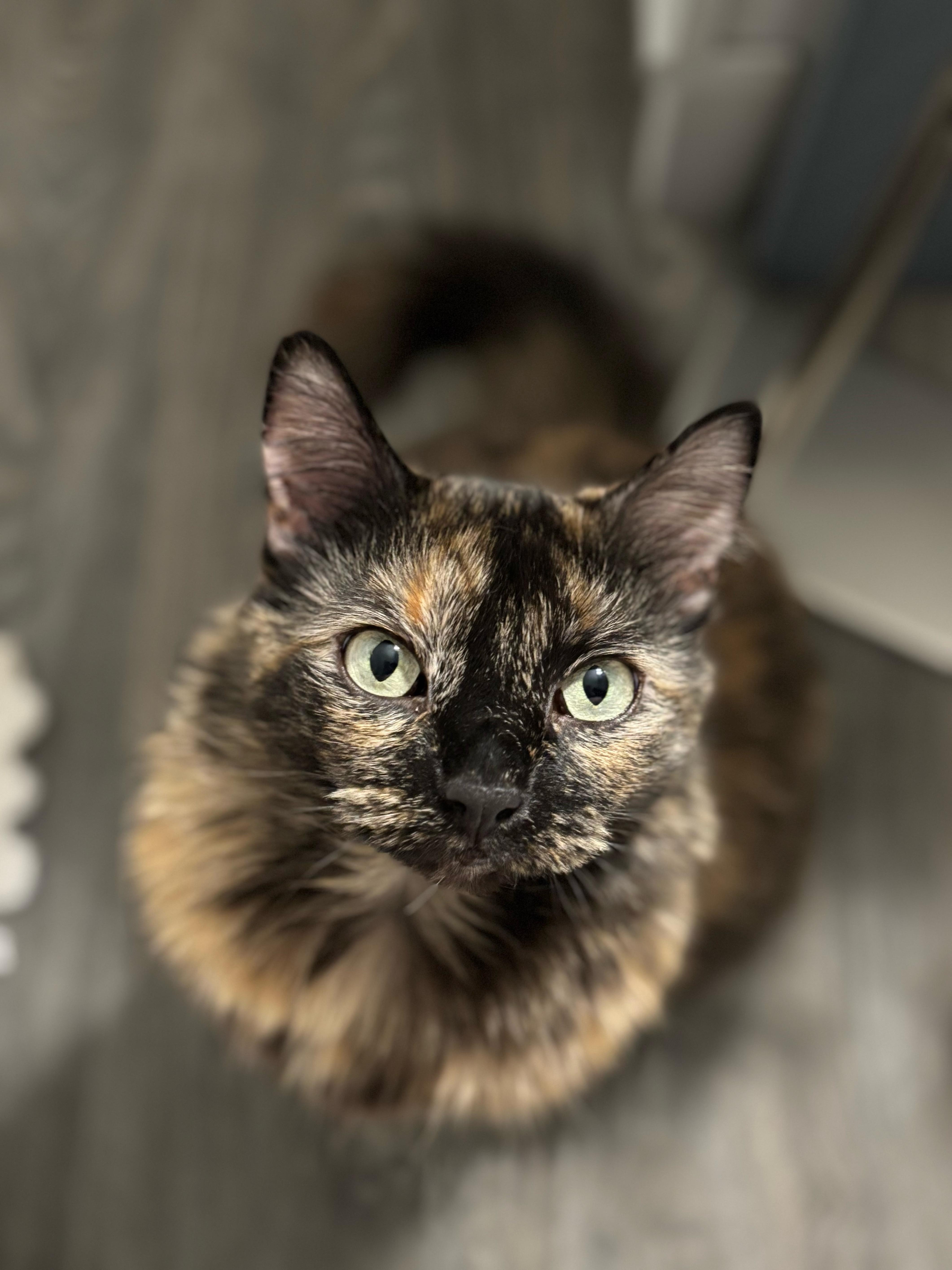 Enlarge Piper, a Adopted Dilute Tortoiseshell in Farmington Hills, MI image 1/4