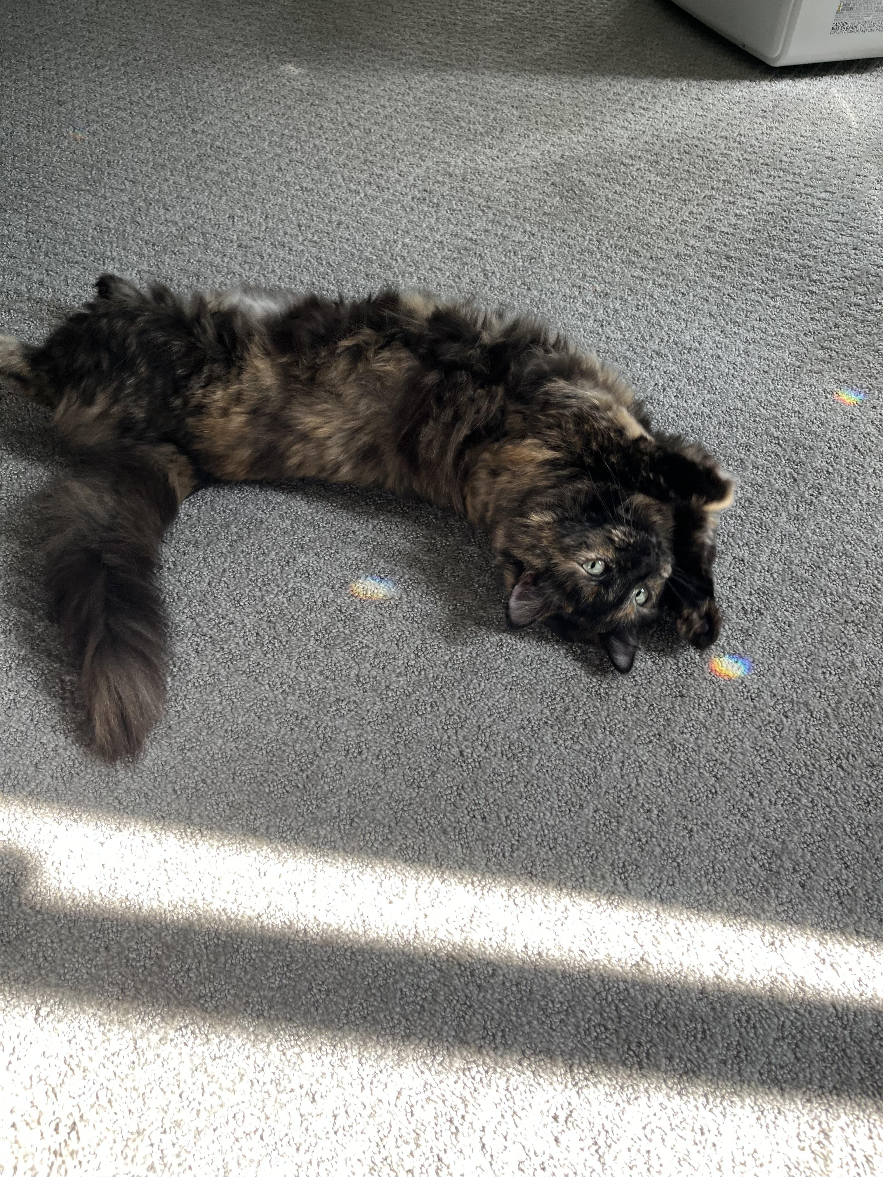 Enlarge Piper, a Adopted Dilute Tortoiseshell in Farmington Hills, MI image 4/4