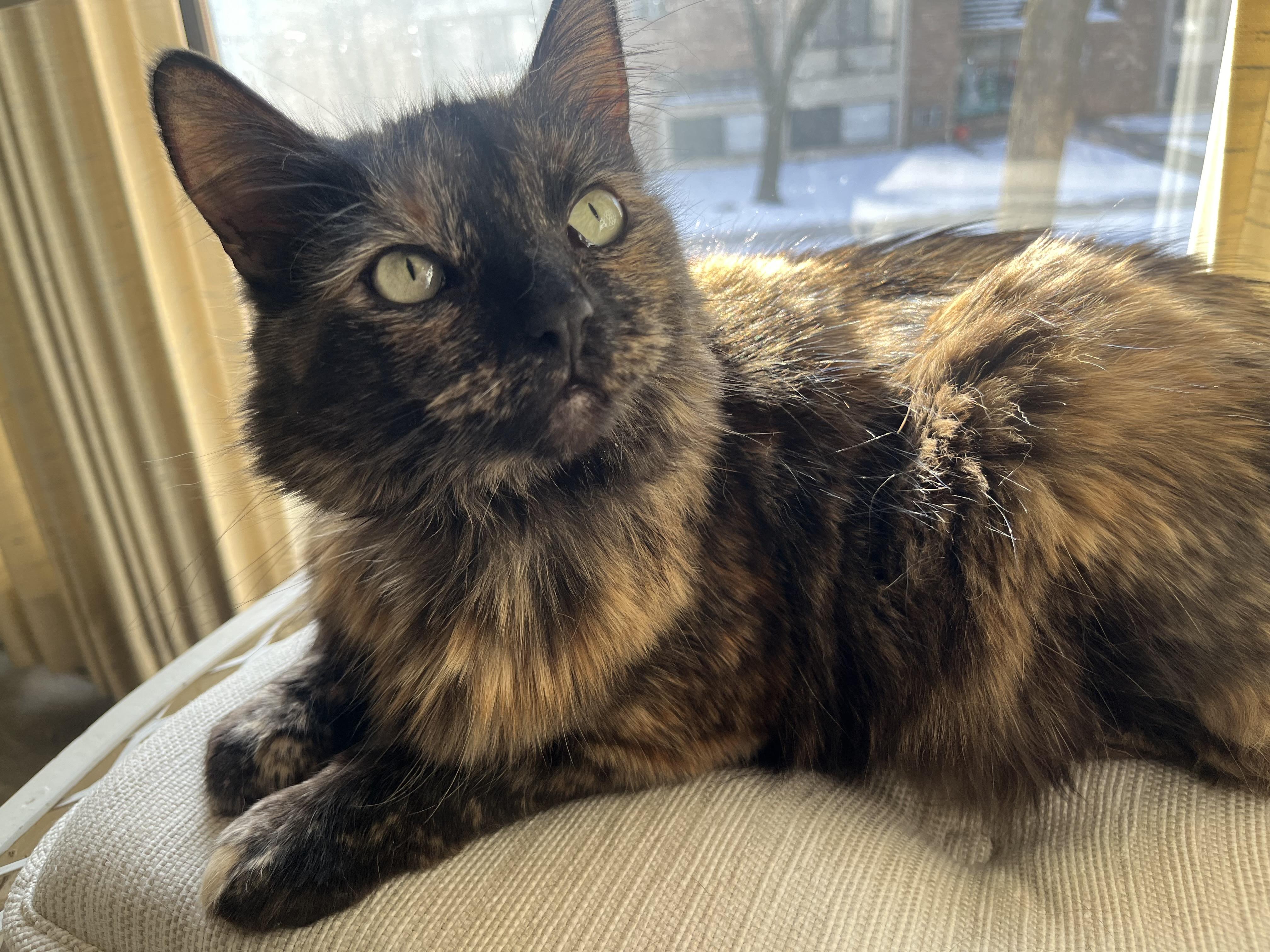 Enlarge Piper, a Adopted Dilute Tortoiseshell in Farmington Hills, MI image 2/4
