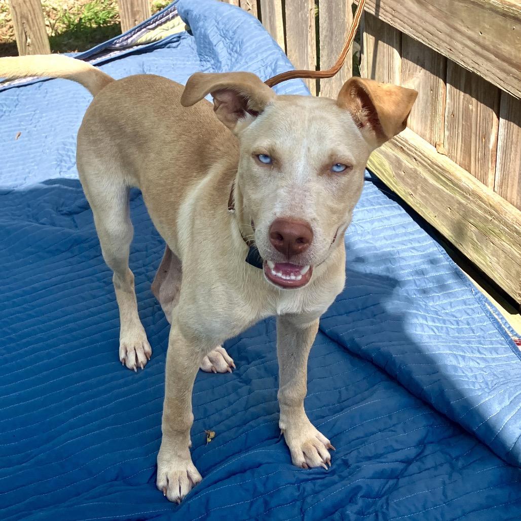 Frank Blueberry Sinatra, Adoptable, Young Male Mixed Breed.