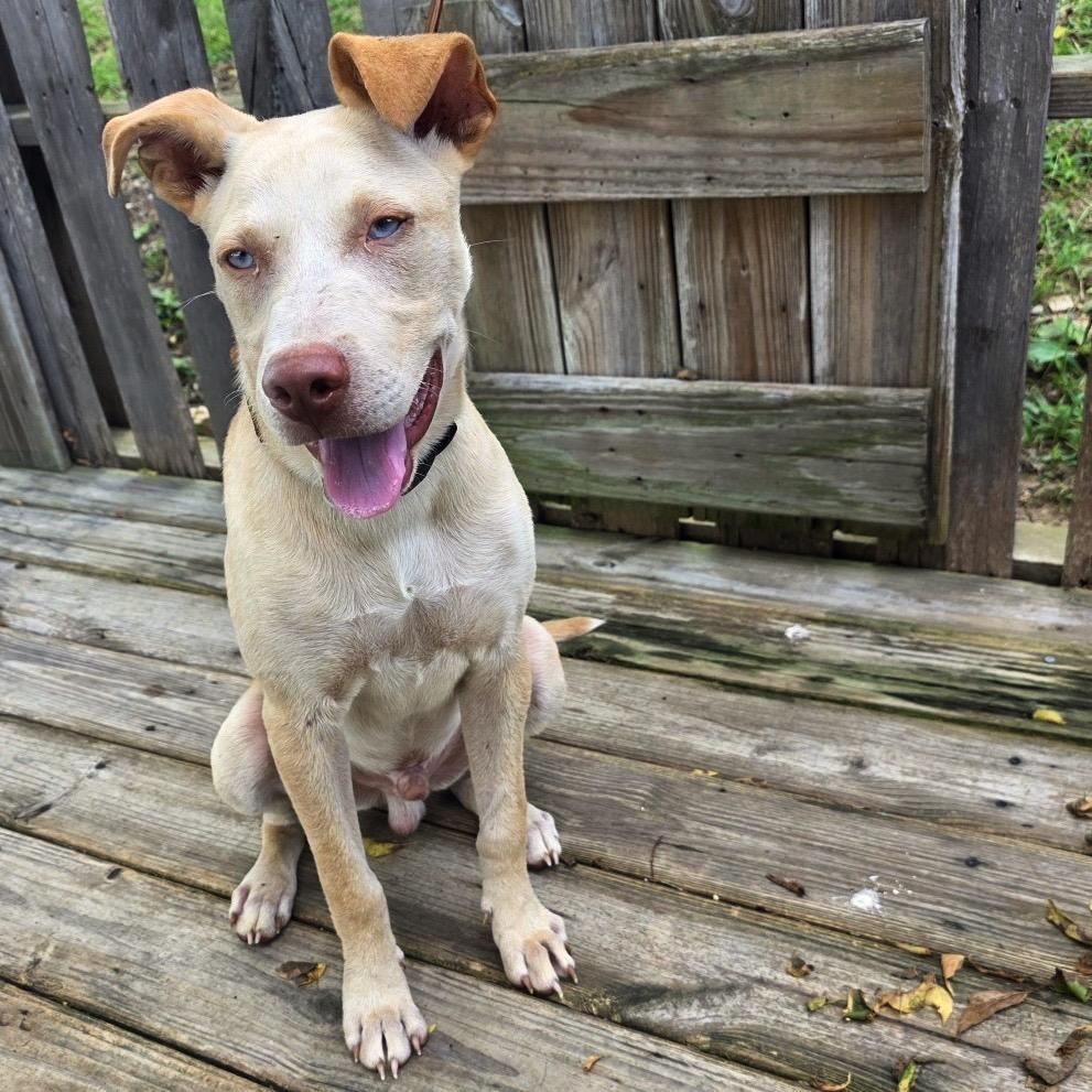 Frank Blueberry Sinatra, a Adoptable Mixed Breed in Pulaski, TN image 3/6