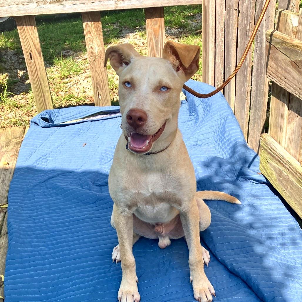 Frank Blueberry Sinatra, a Adoptable Mixed Breed in Pulaski, TN image 4/6