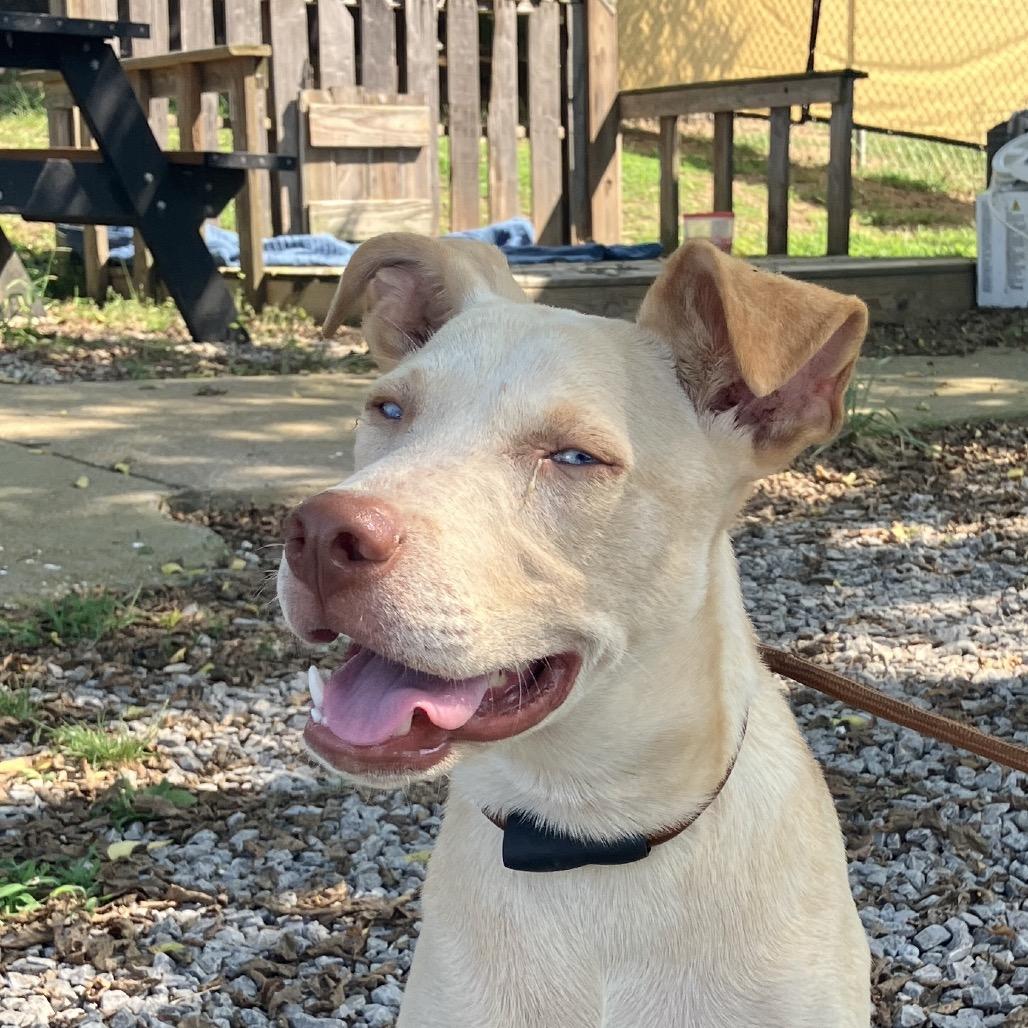Frank Blueberry Sinatra, a Adoptable Mixed Breed in Pulaski, TN image 5/6