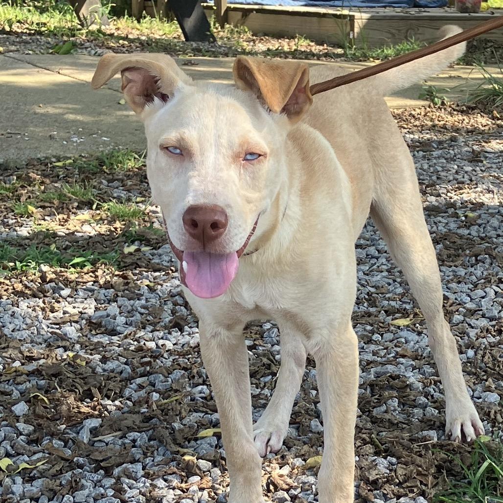 Frank Blueberry Sinatra, a Adoptable Mixed Breed in Pulaski, TN image 6/6