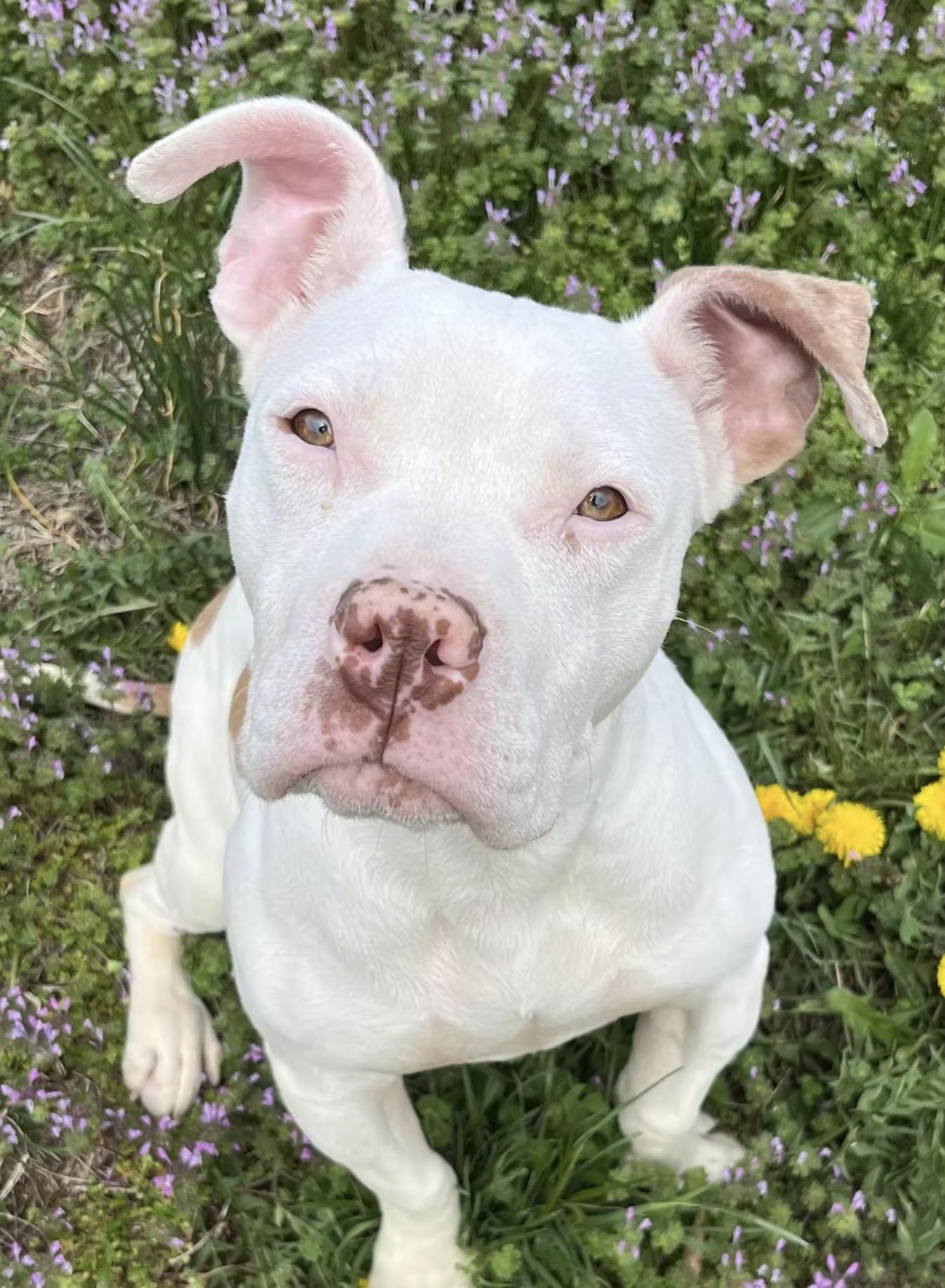 Enlarge Fabella, a Adopted Pit Bull Terrier in Kansas City, MO image 1/1