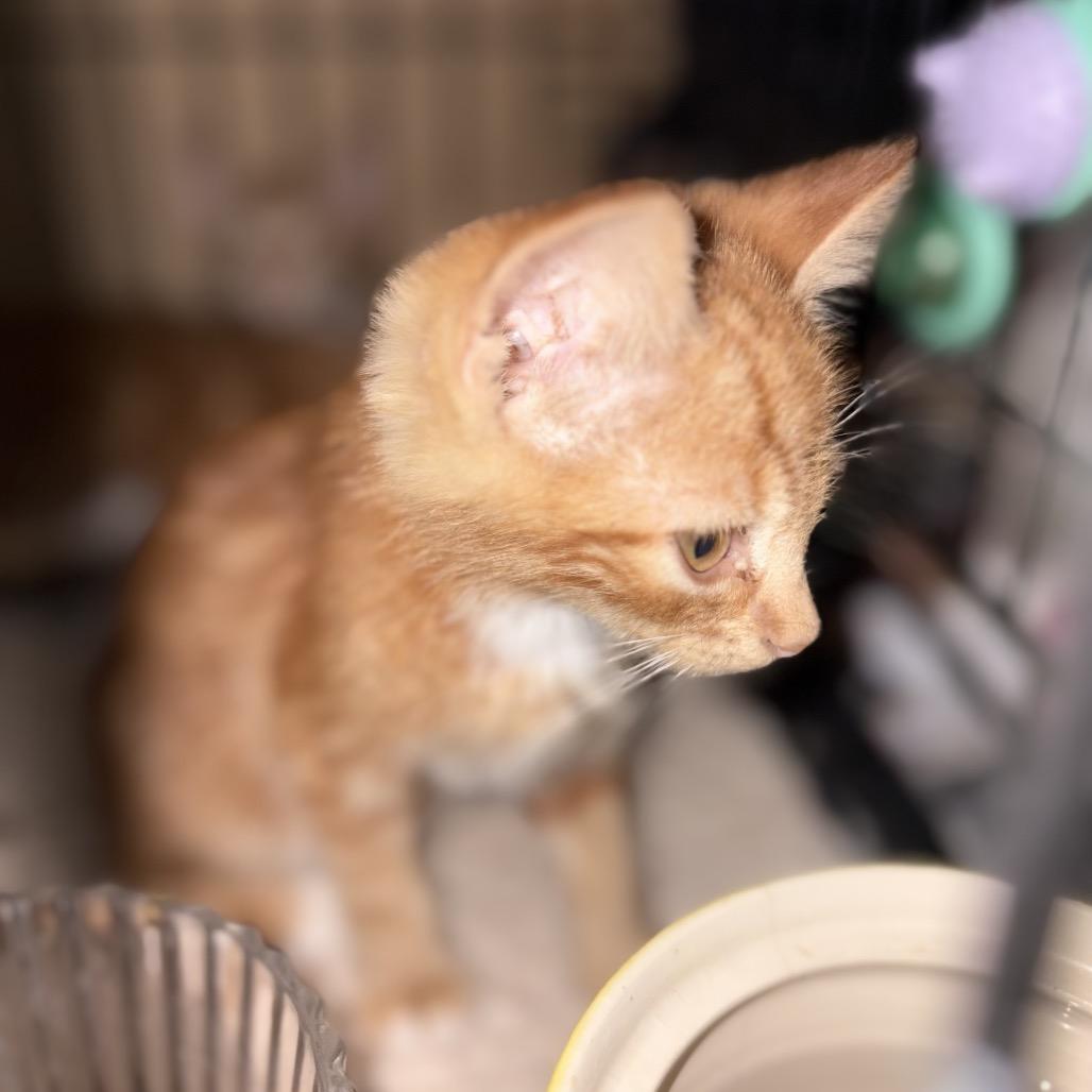 Georgi, Adoptable, Kitten Male Domestic Short Hair.