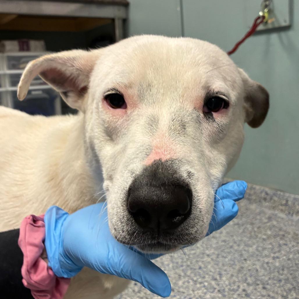 Enlarge Sterling, a Adoptable mixed breed in Greenville, SC image 1/2