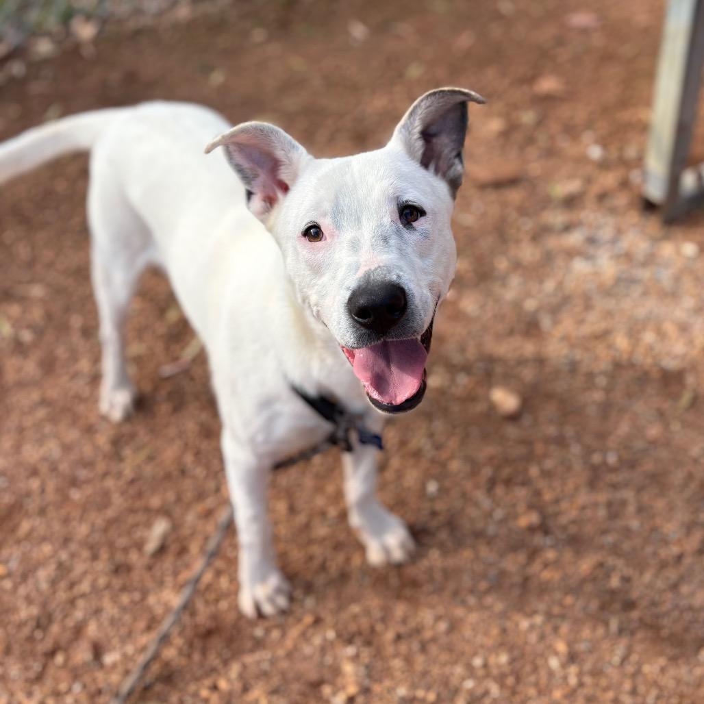 Enlarge Sterling, a Adoptable mixed breed in Greenville, SC image 2/2