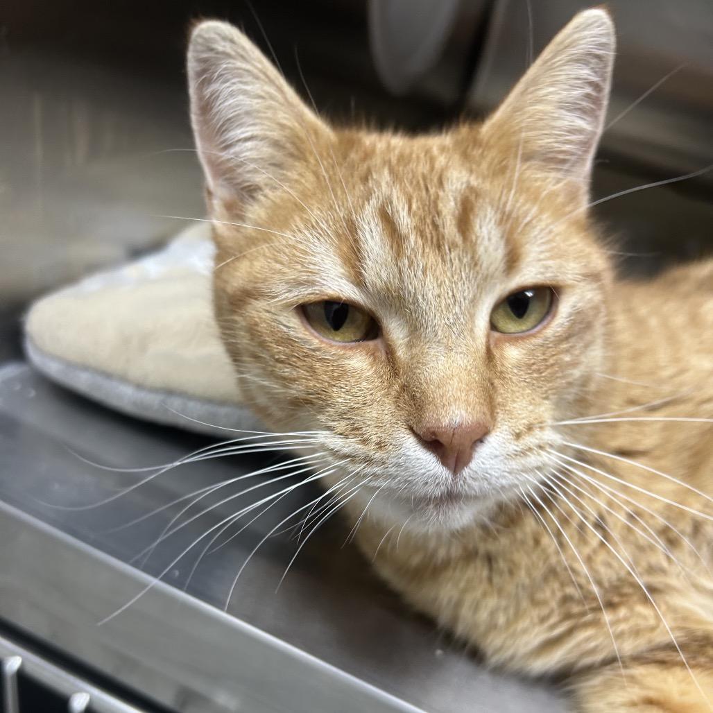 Caspian, Adoptable, Adult Male Domestic Short Hair.