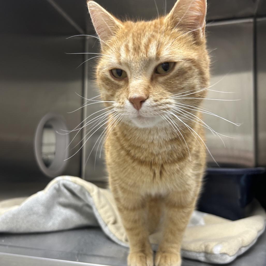 Enlarge Caspian, a Adoptable Domestic Short Hair in Detroit Lakes, MN image 2/5