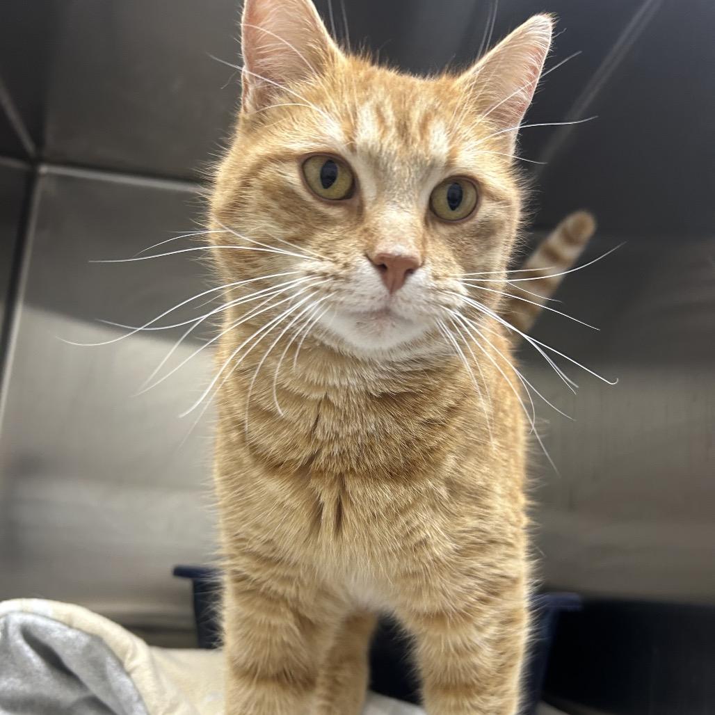 Enlarge Caspian, a Adoptable Domestic Short Hair in Detroit Lakes, MN image 3/5