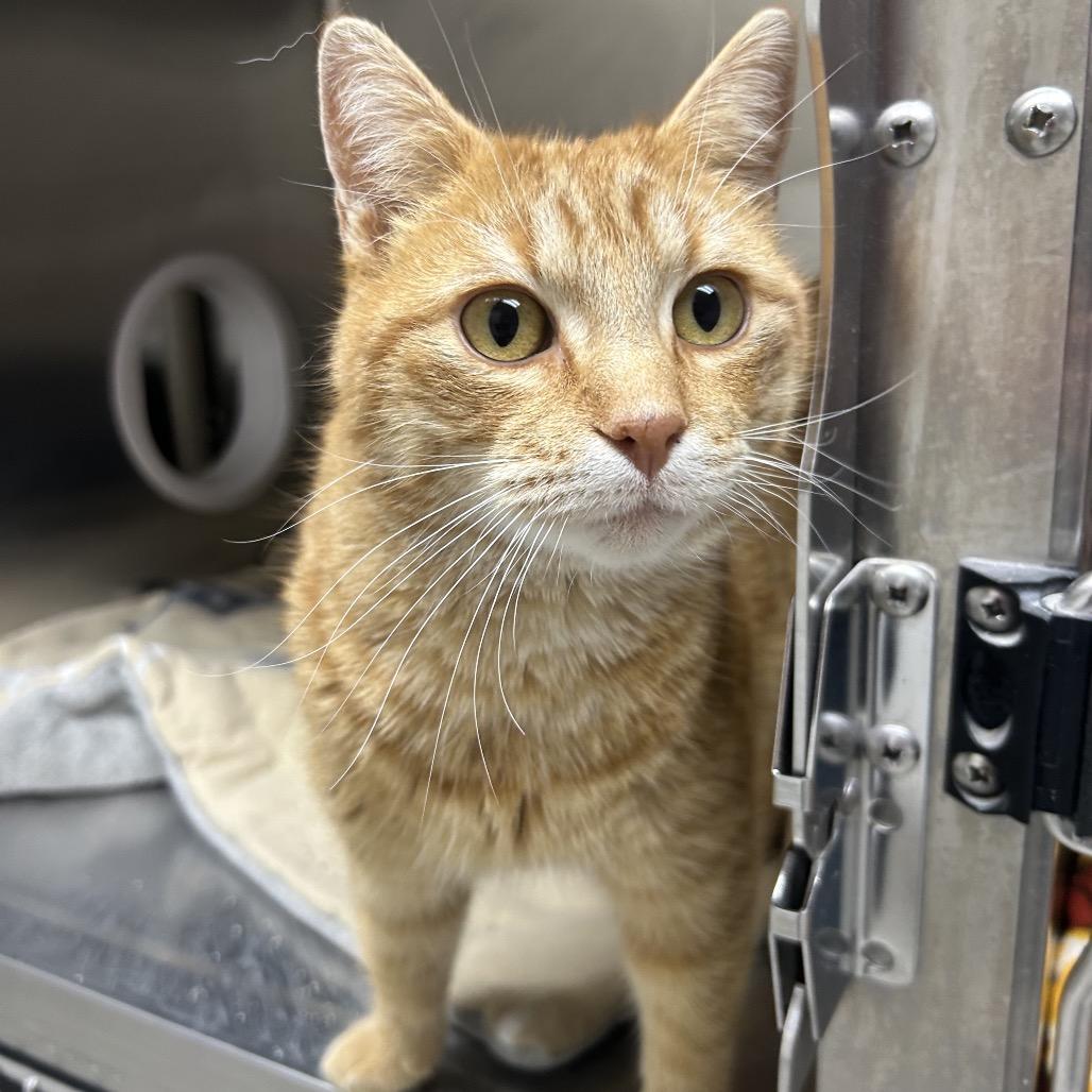 Enlarge Caspian, a Adoptable Domestic Short Hair in Detroit Lakes, MN image 4/5